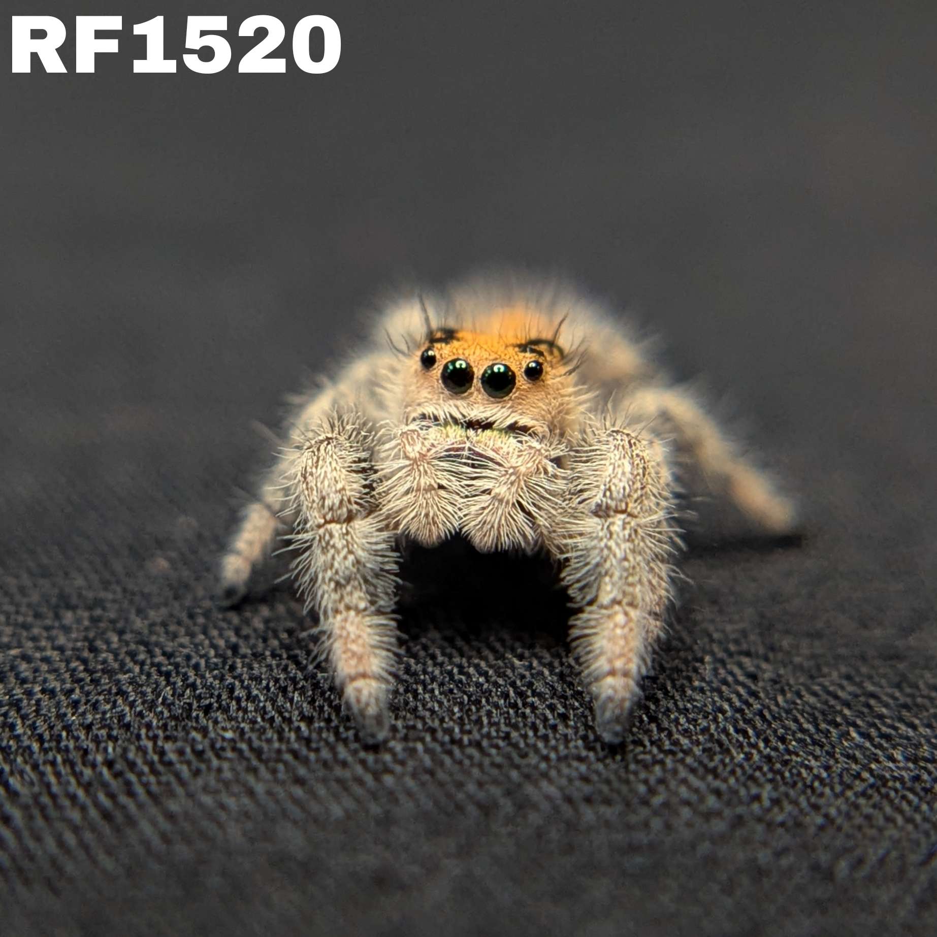 Regal Jumping Spider "Sunday"
