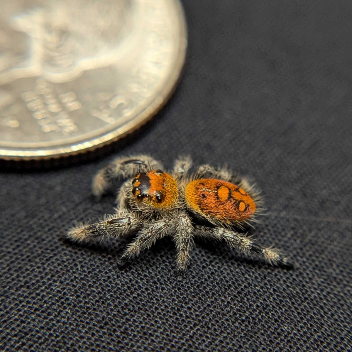 Regal Jumping Spider “Fruity Pebbles”