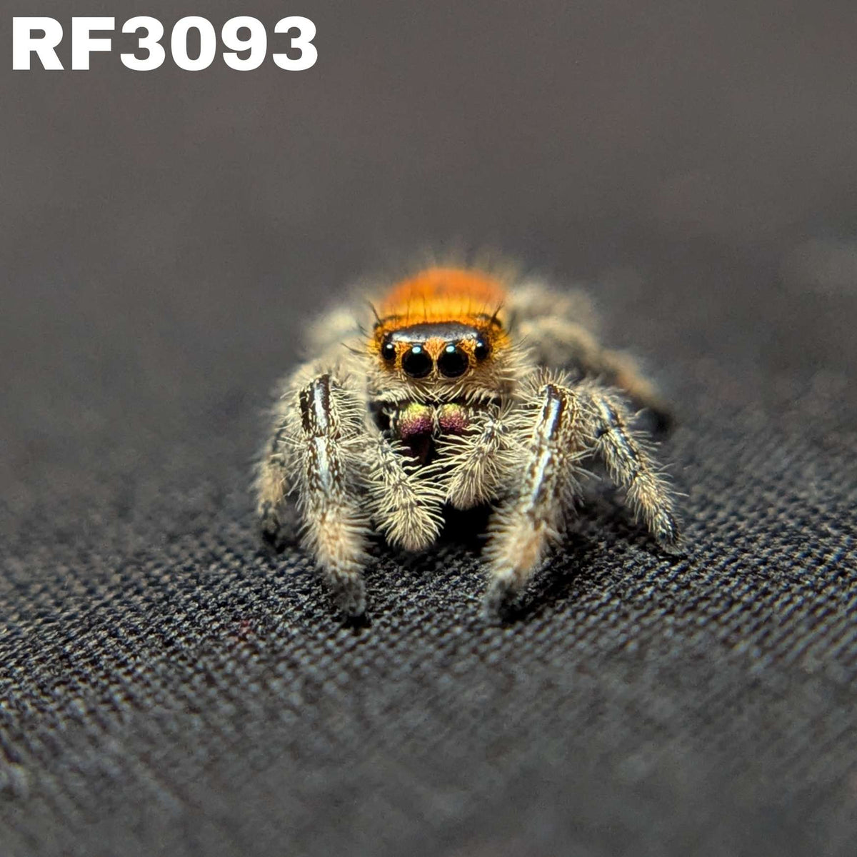 Regal Jumping Spider “Fruity Pebbles”