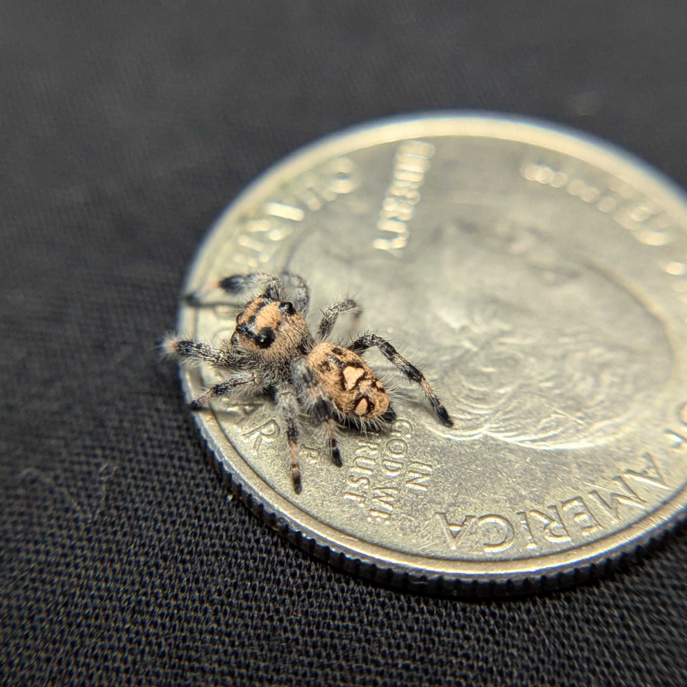 Regal Jumping Spider “Penny”