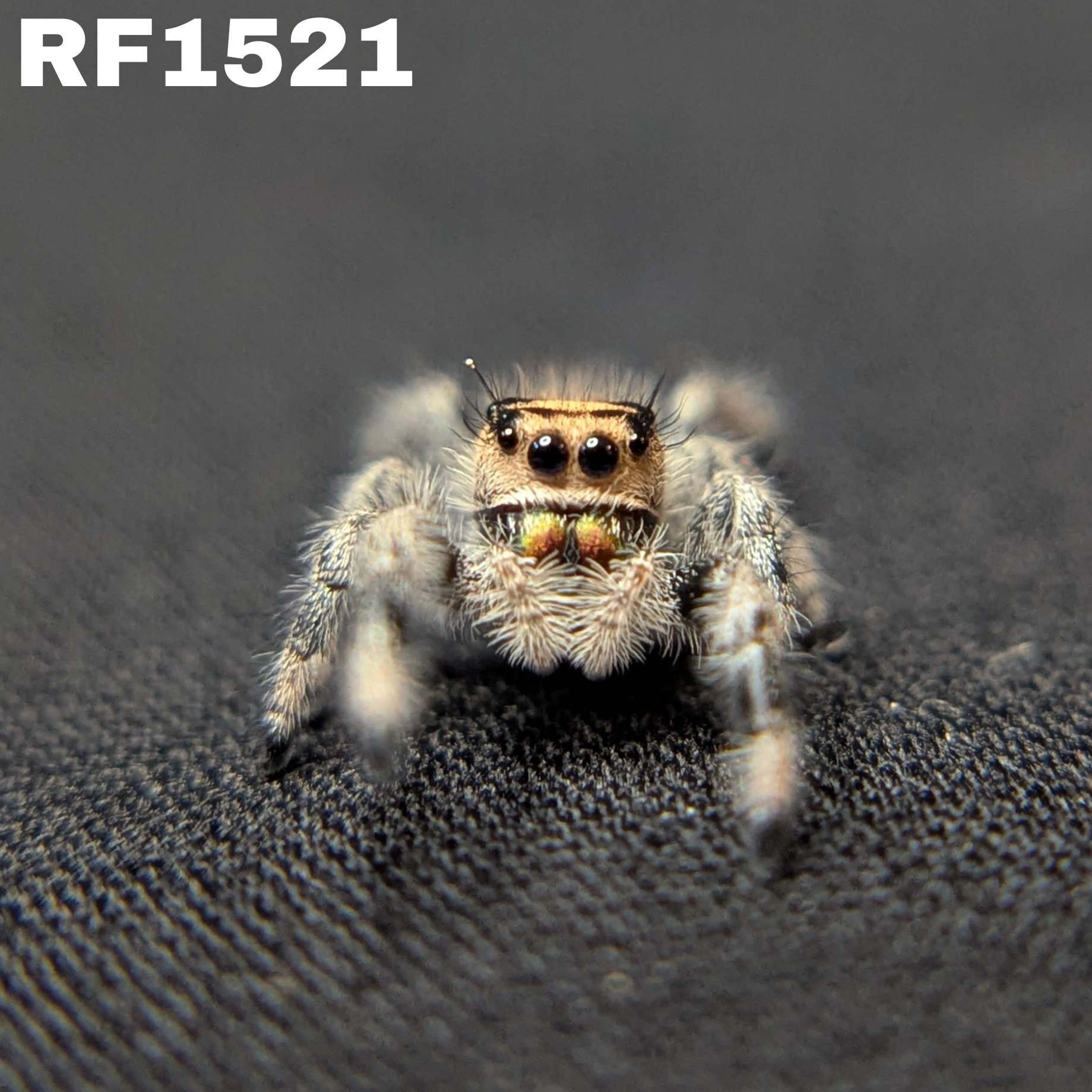 Regal Jumping Spider “Penny”