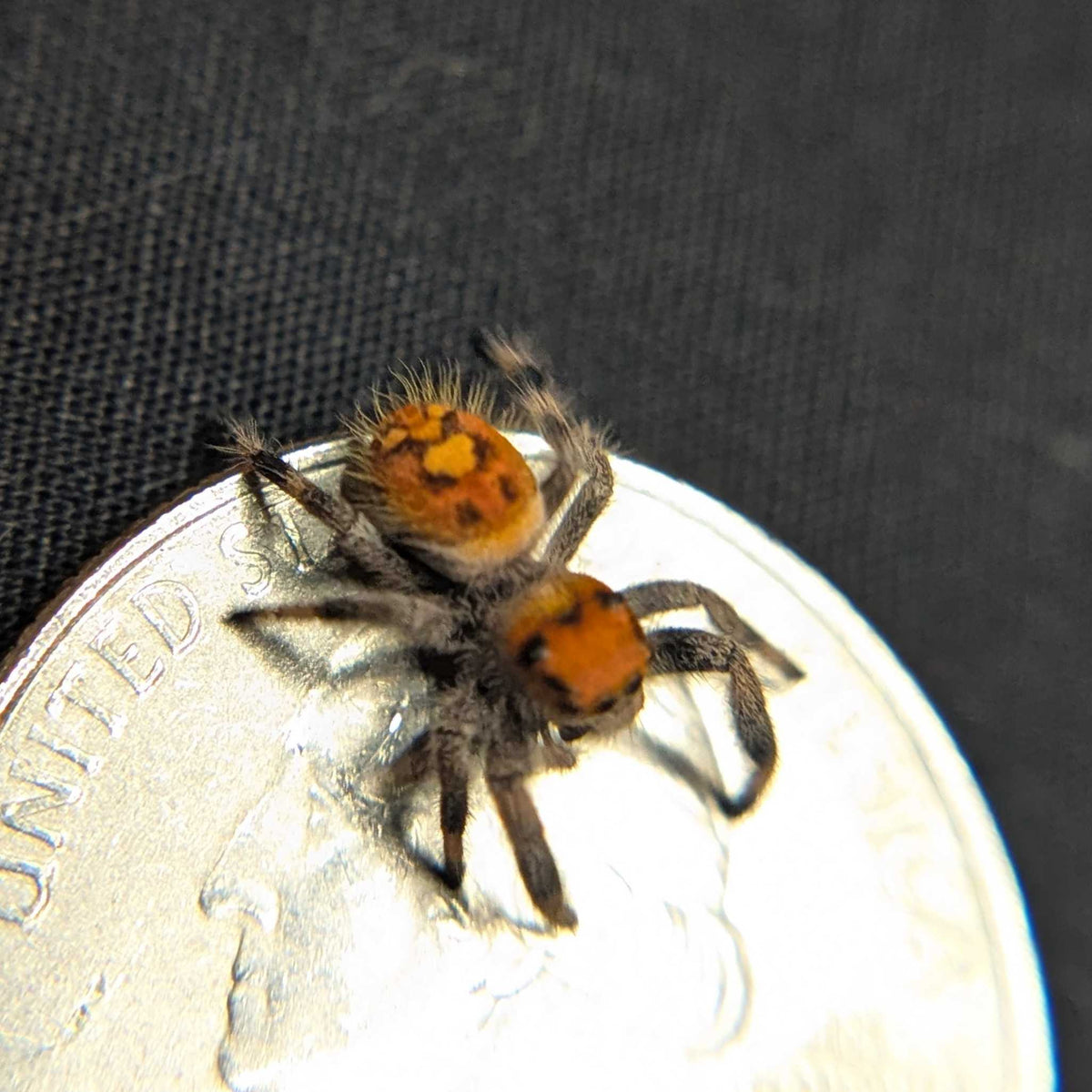 Regal Jumping Spider “Ivy”