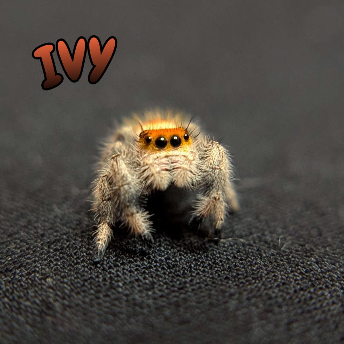 Regal Jumping Spider “Ivy”