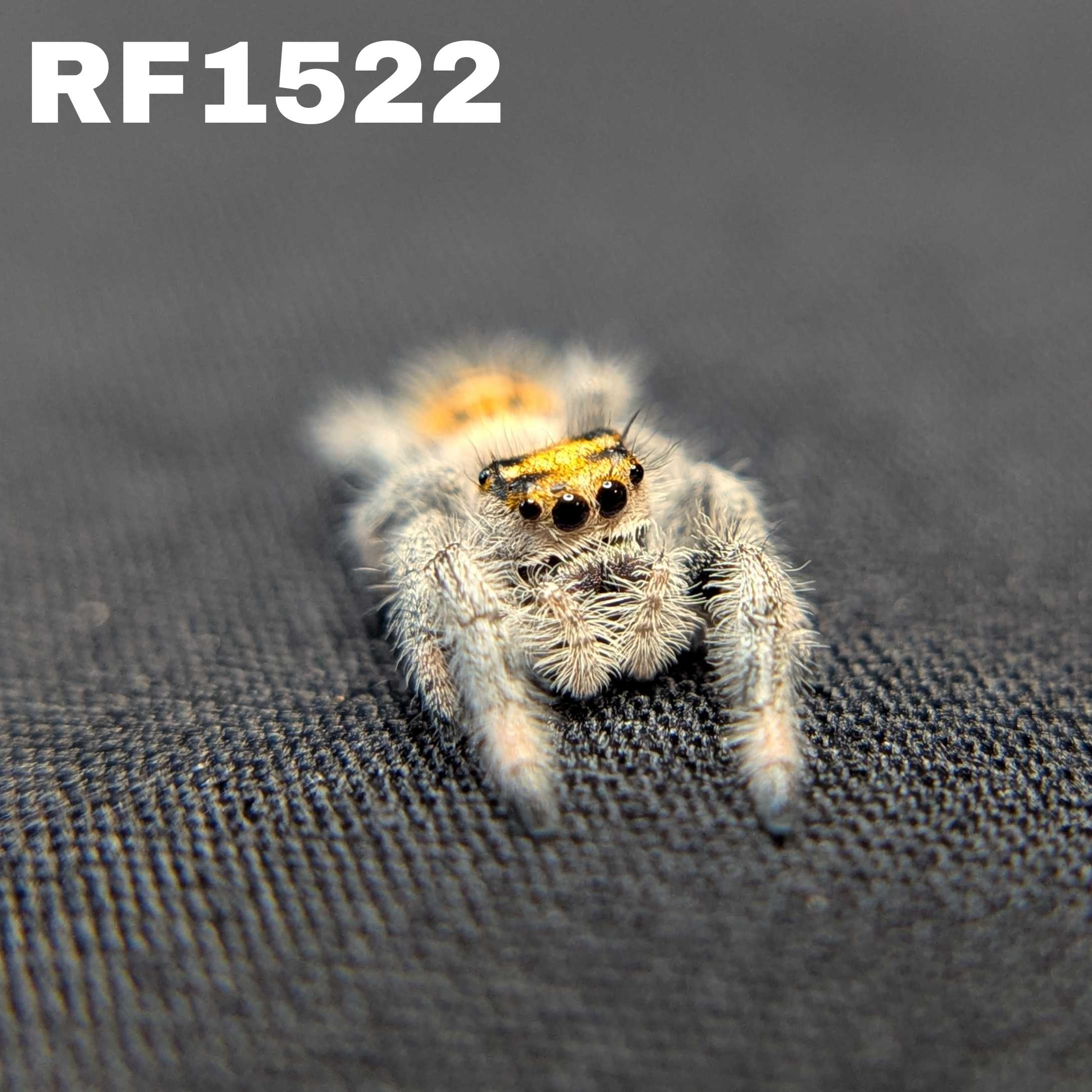 Regal Jumping Spider "Tangerine"