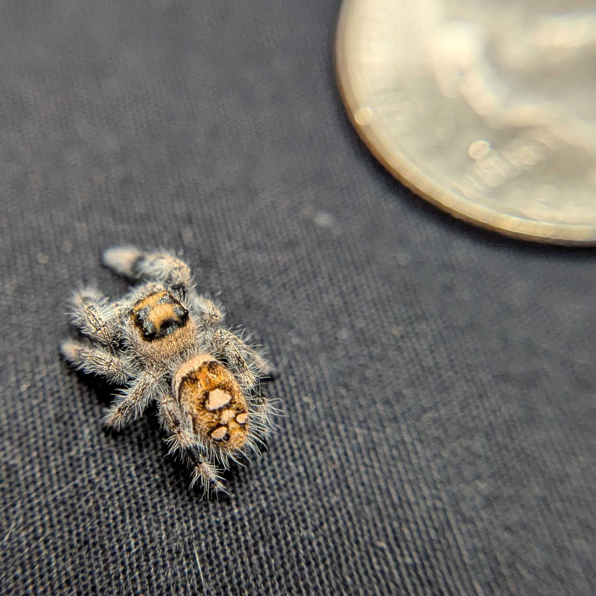 Regal Jumping Spider “Nova”