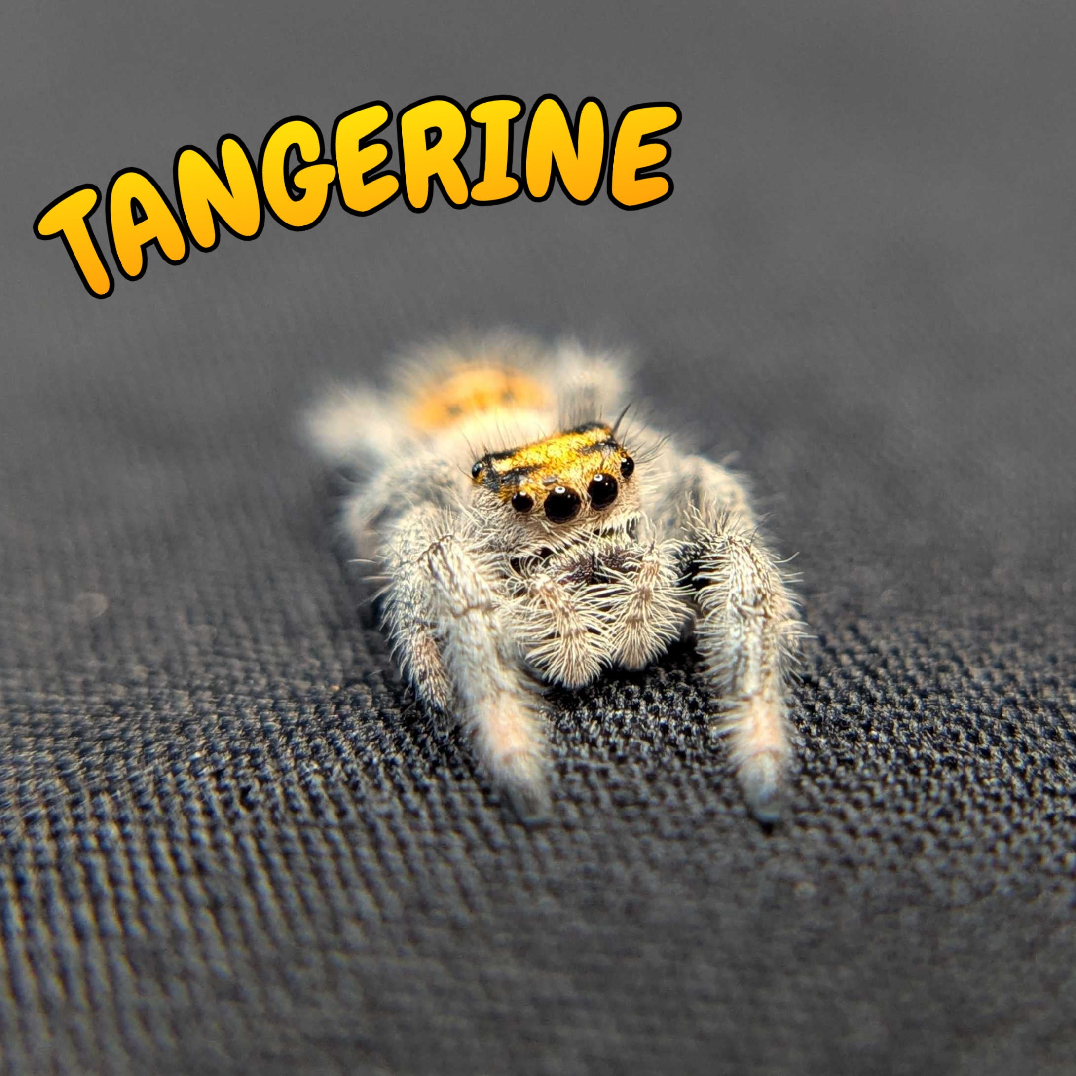 Regal Jumping Spider "Tangerine"