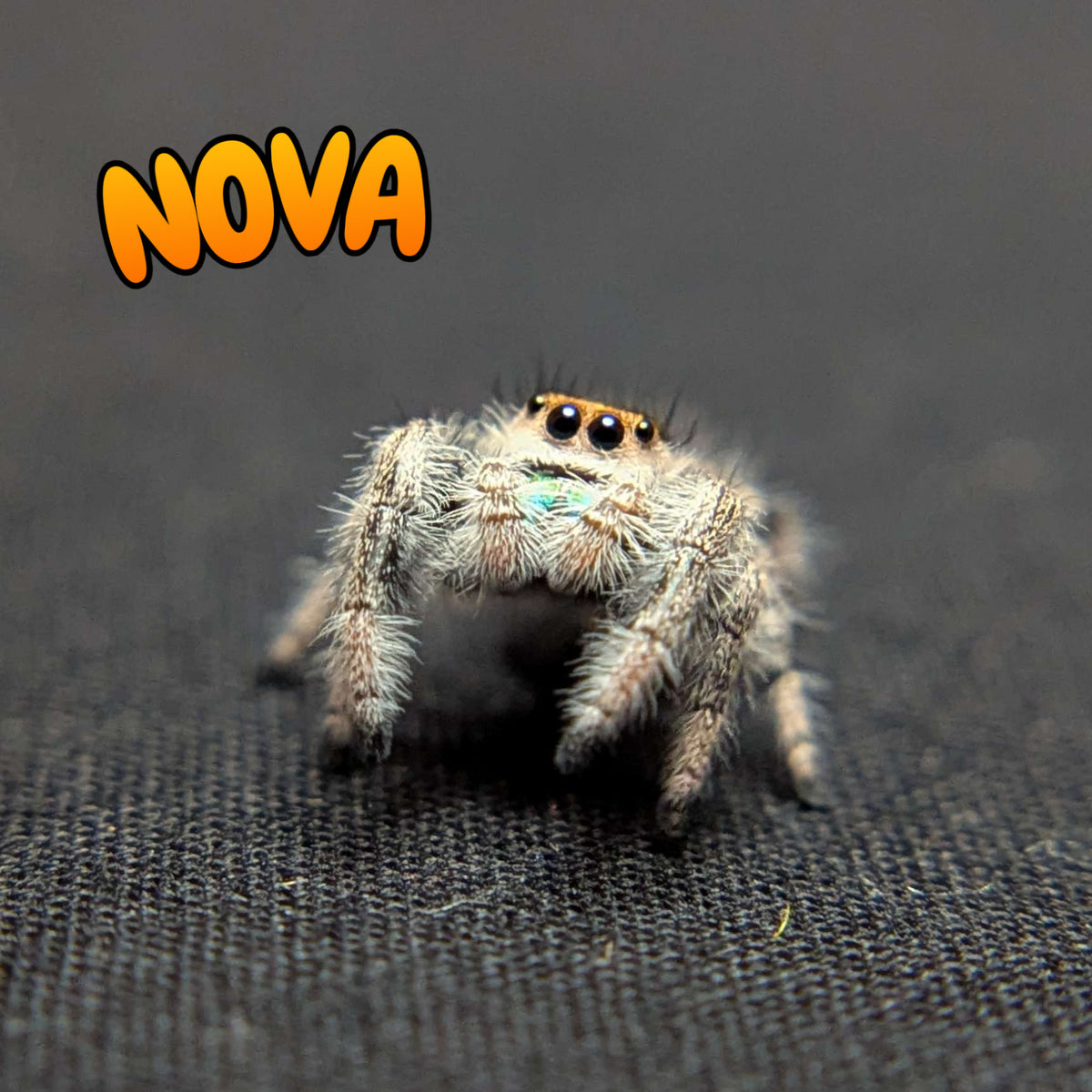 Regal Jumping Spider “Nova”