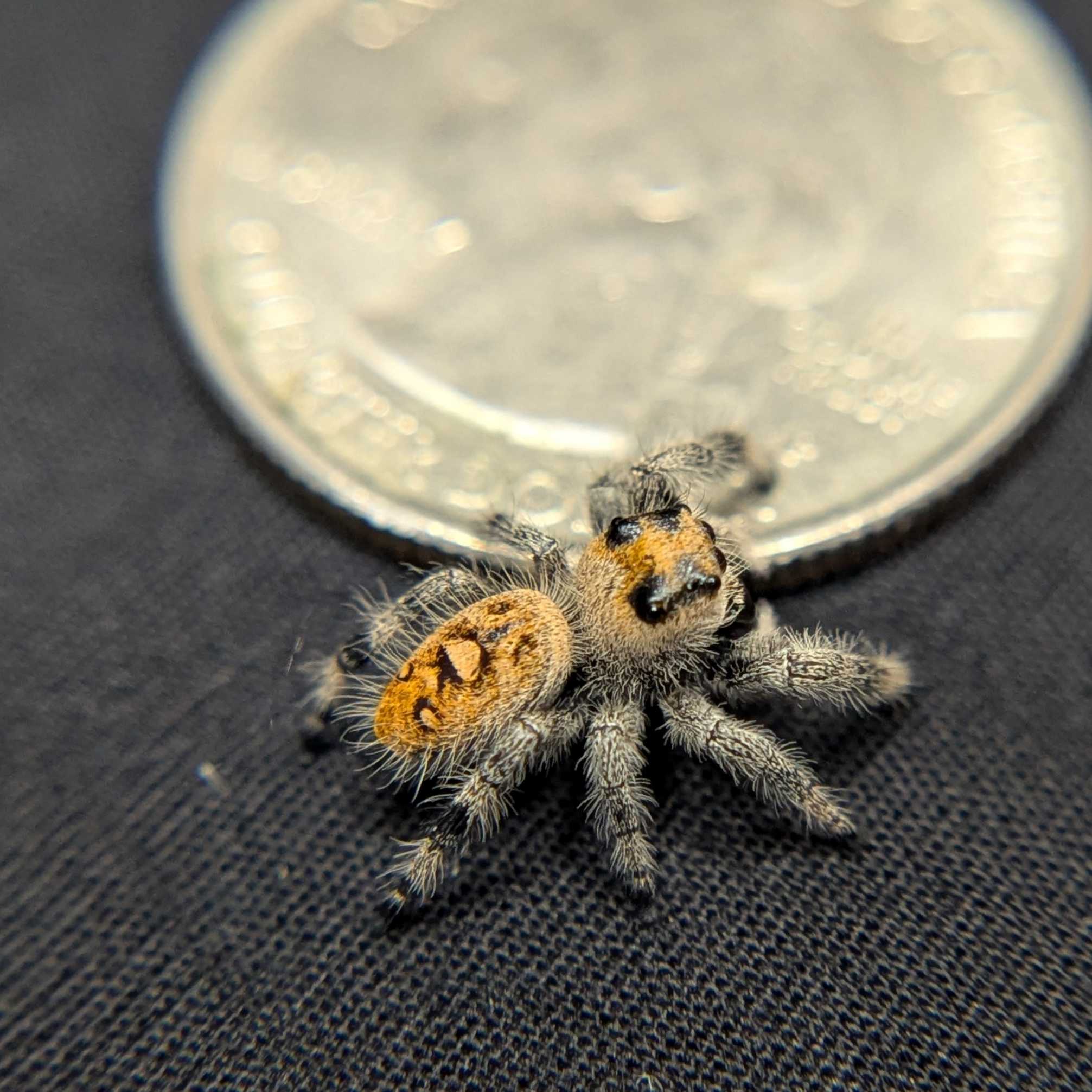 Regal Jumping Spider "Rusty"