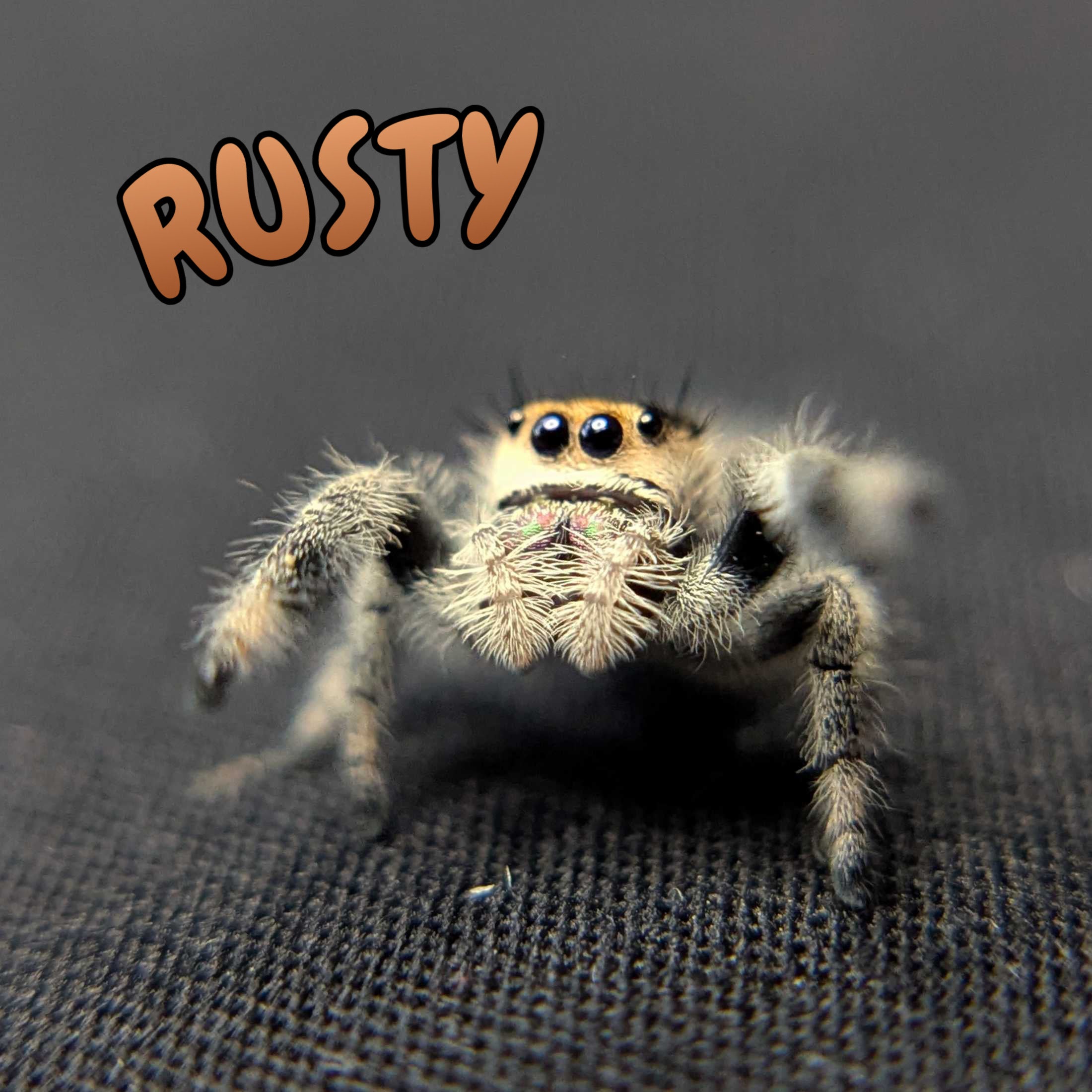 Regal Jumping Spider "Rusty"