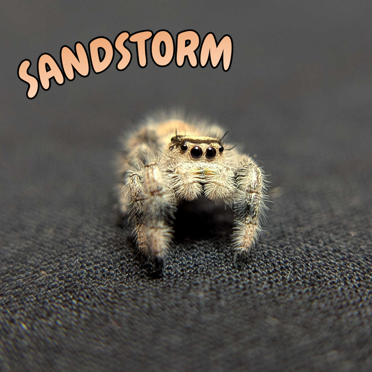 Regal Jumping Spider "Sandstorm"