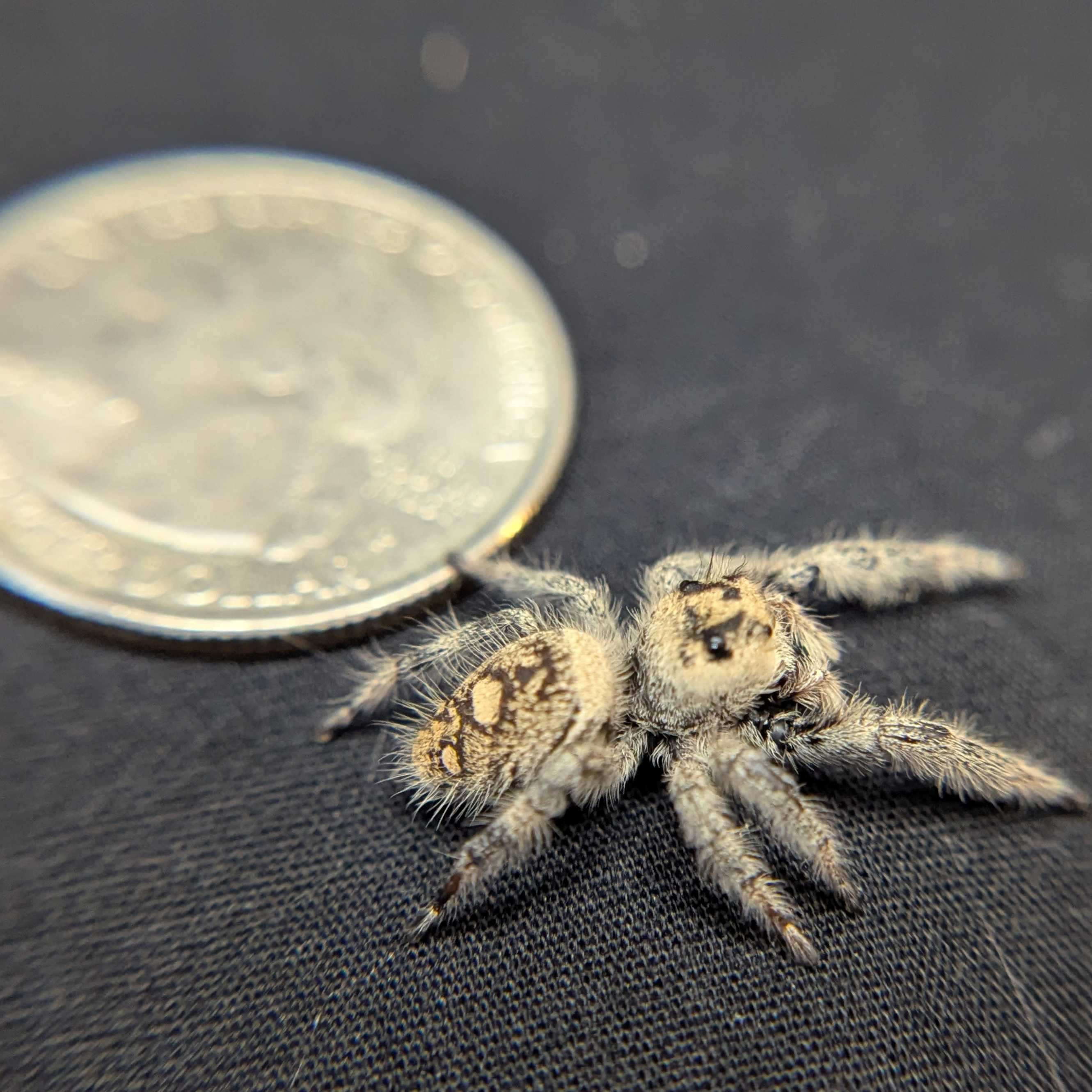 Regal Jumping Spider “Blue Dream”