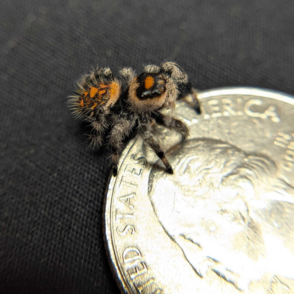 Regal Jumping Spider "Glowpetal"