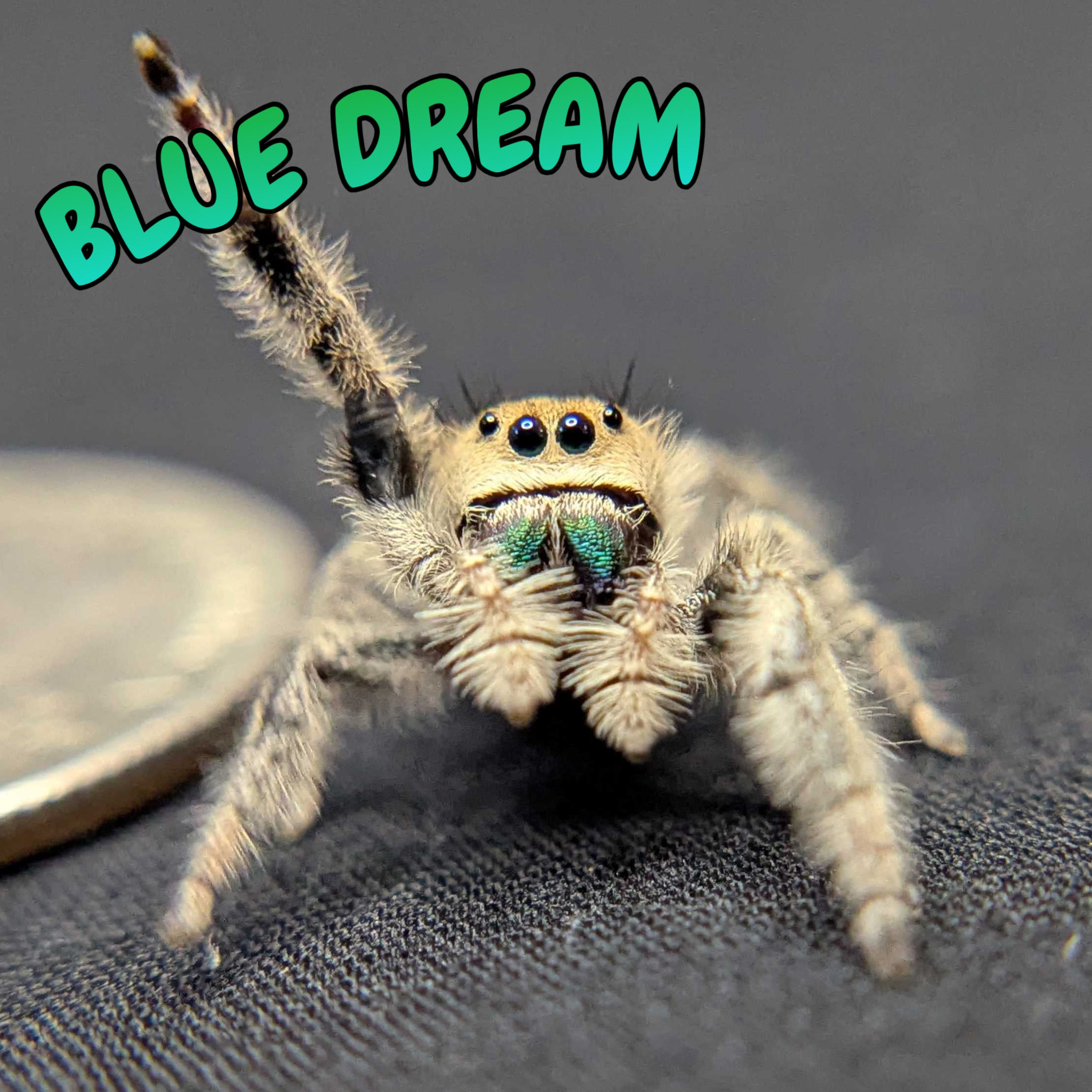 Regal Jumping Spider “Blue Dream”