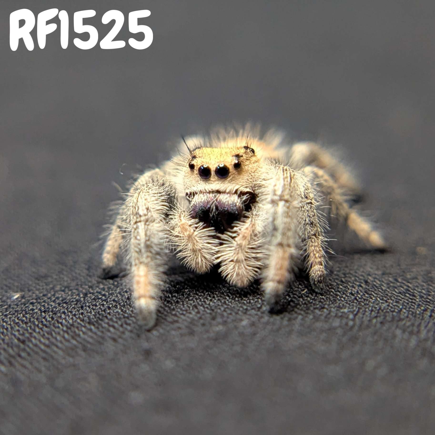 Regal Jumping Spider "Beth"