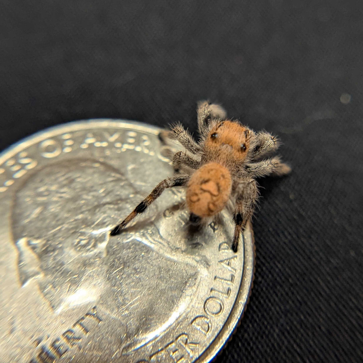 Regal Jumping Spider “Spongecake”