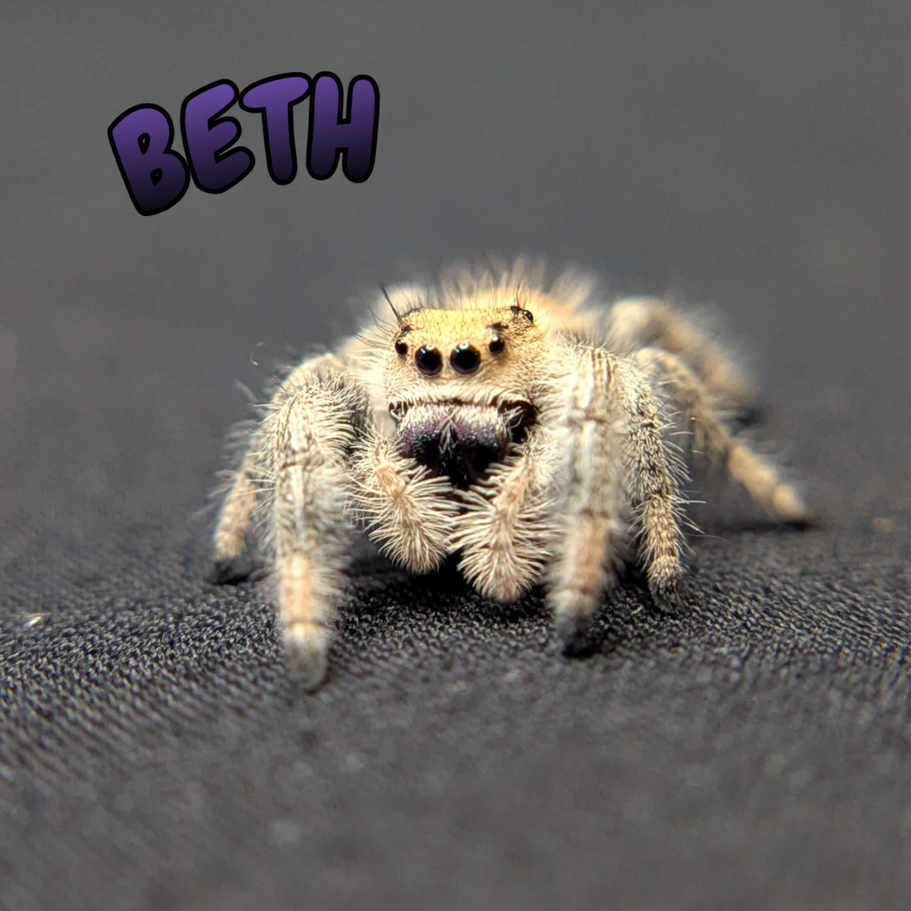 Regal Jumping Spider "Beth"