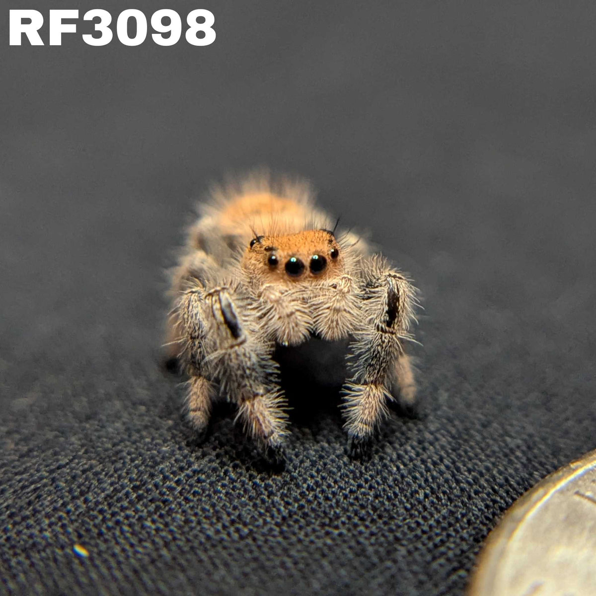 Regal Jumping Spider “Spongecake”