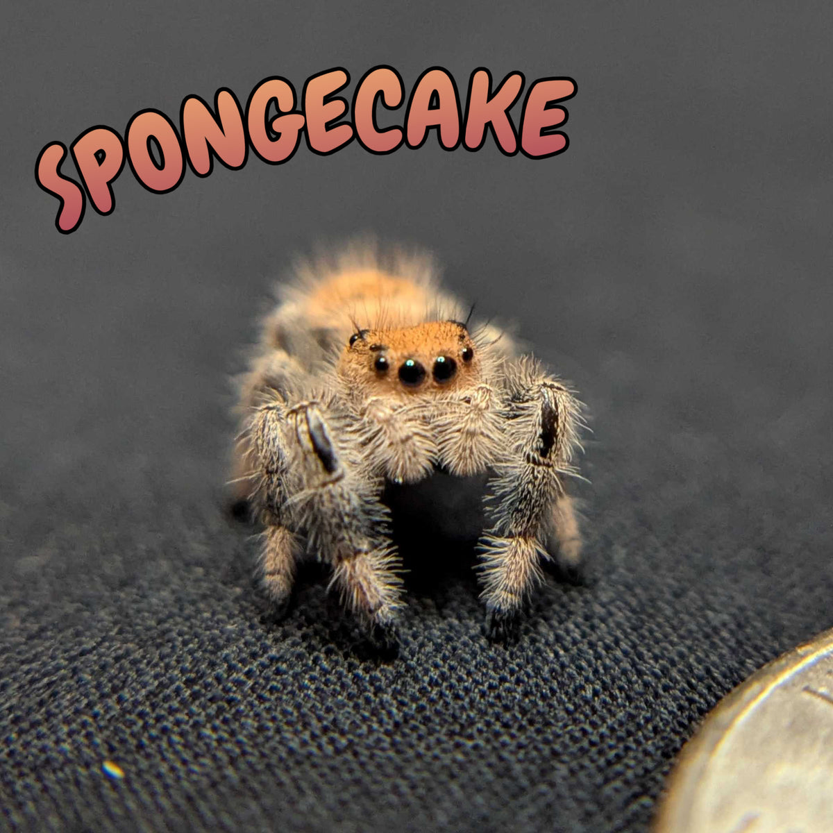Regal Jumping Spider “Spongecake”