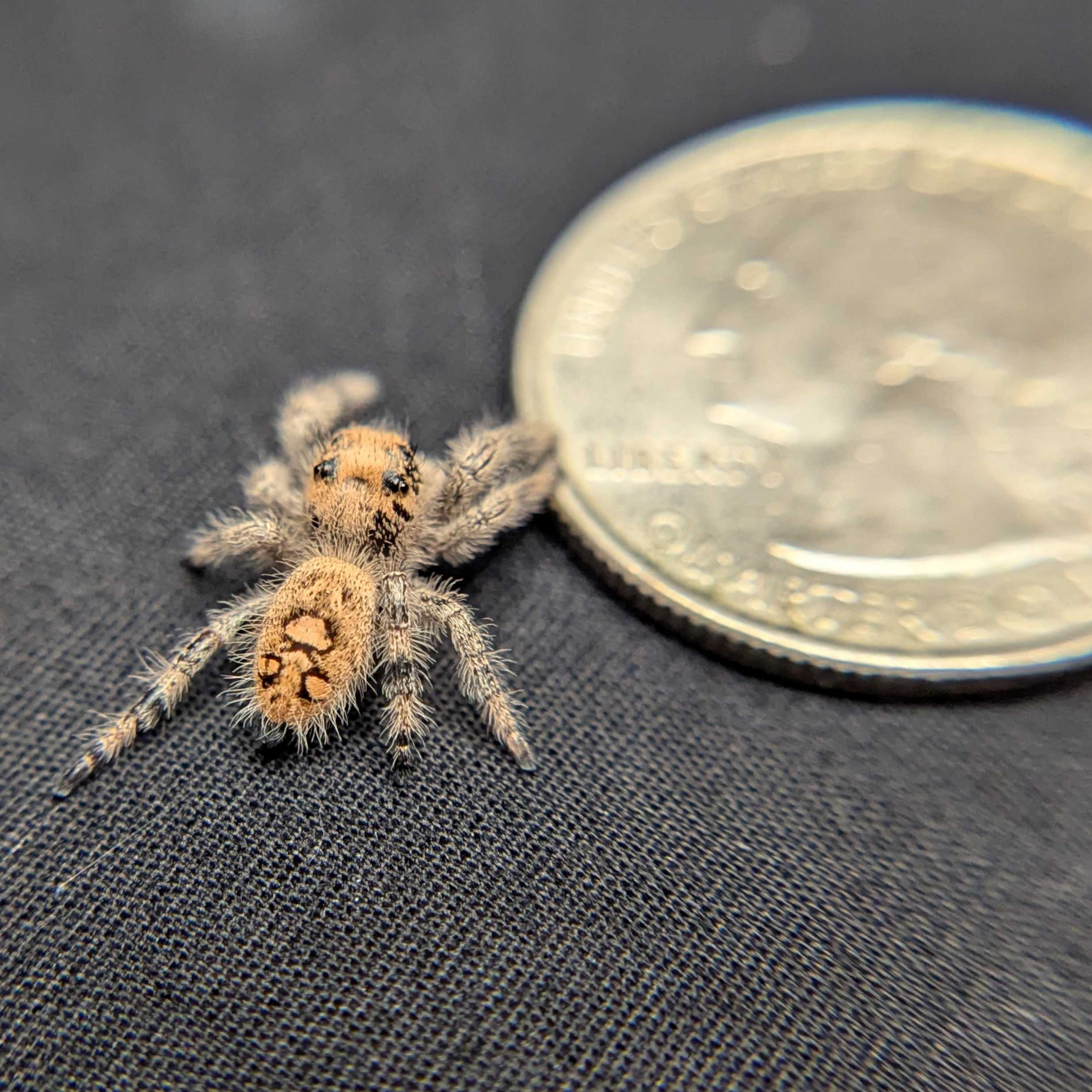 Regal Jumping Spider "Cherry"