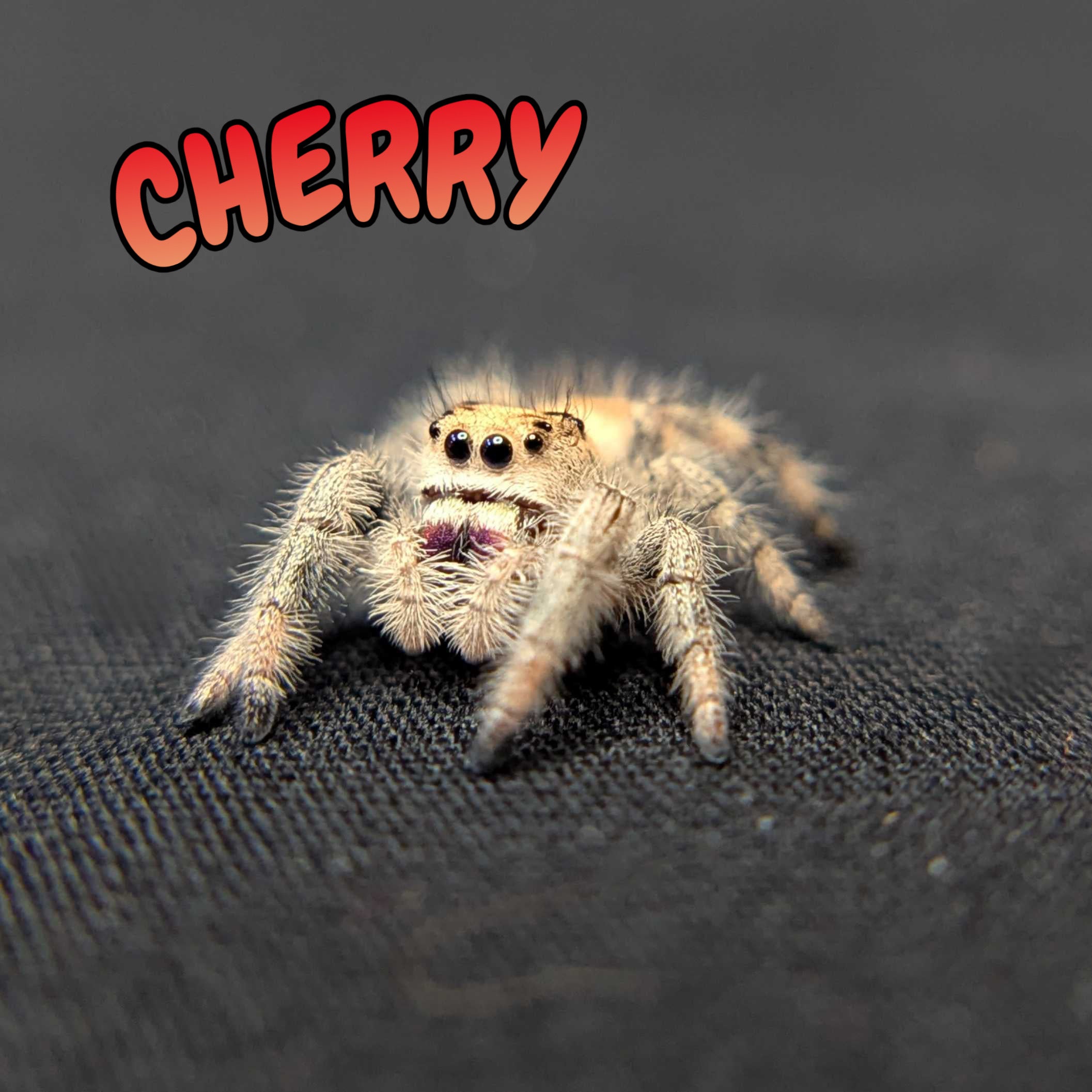 Regal Jumping Spider "Cherry"