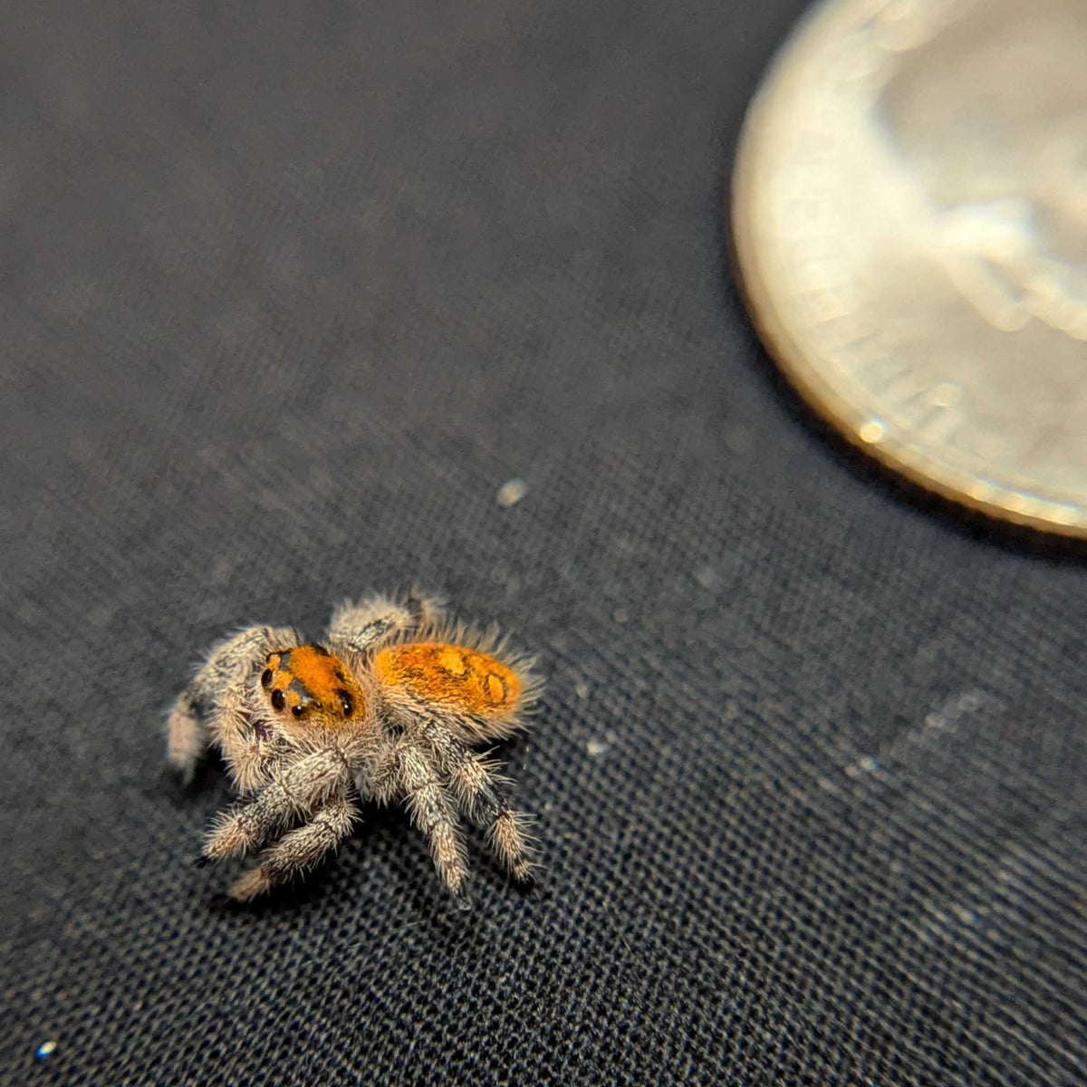 Regal Jumping Spider "Hippy"