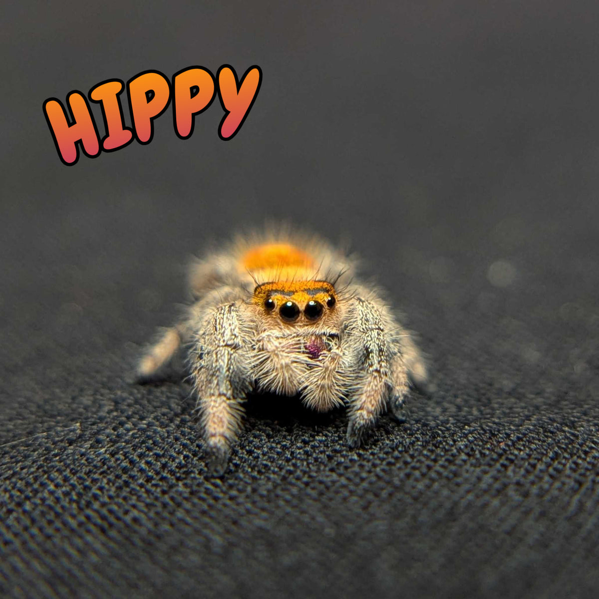Regal Jumping Spider "Hippy"