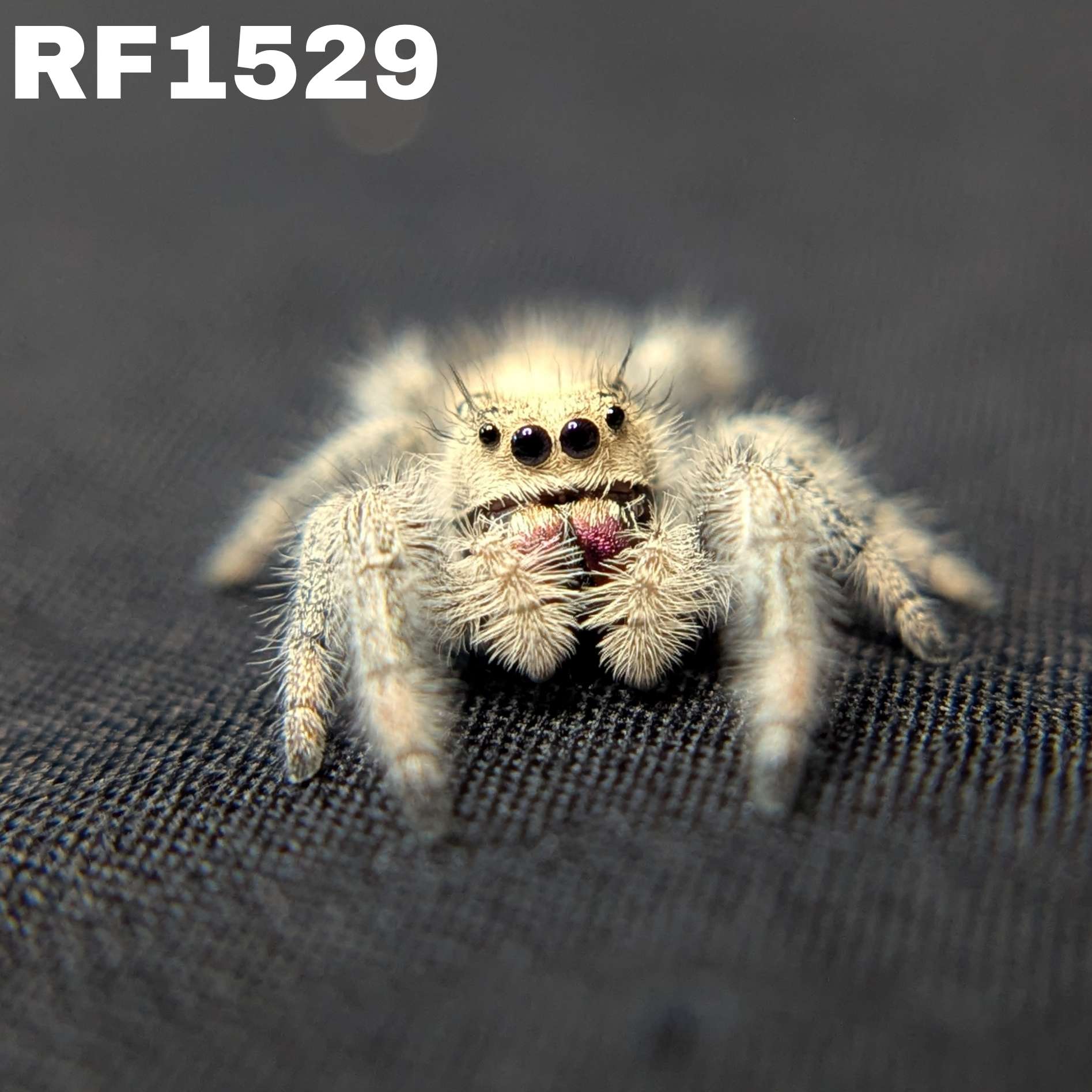 Regal Jumping Spider "Mozzarella"