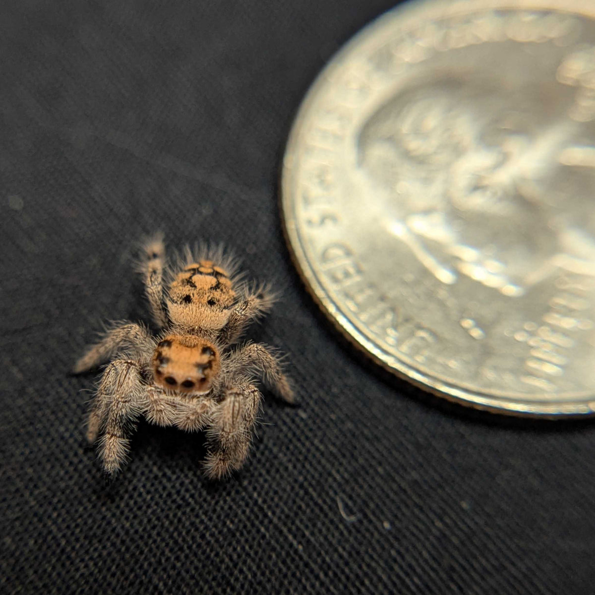 Regal Jumping Spider "Pretzel"