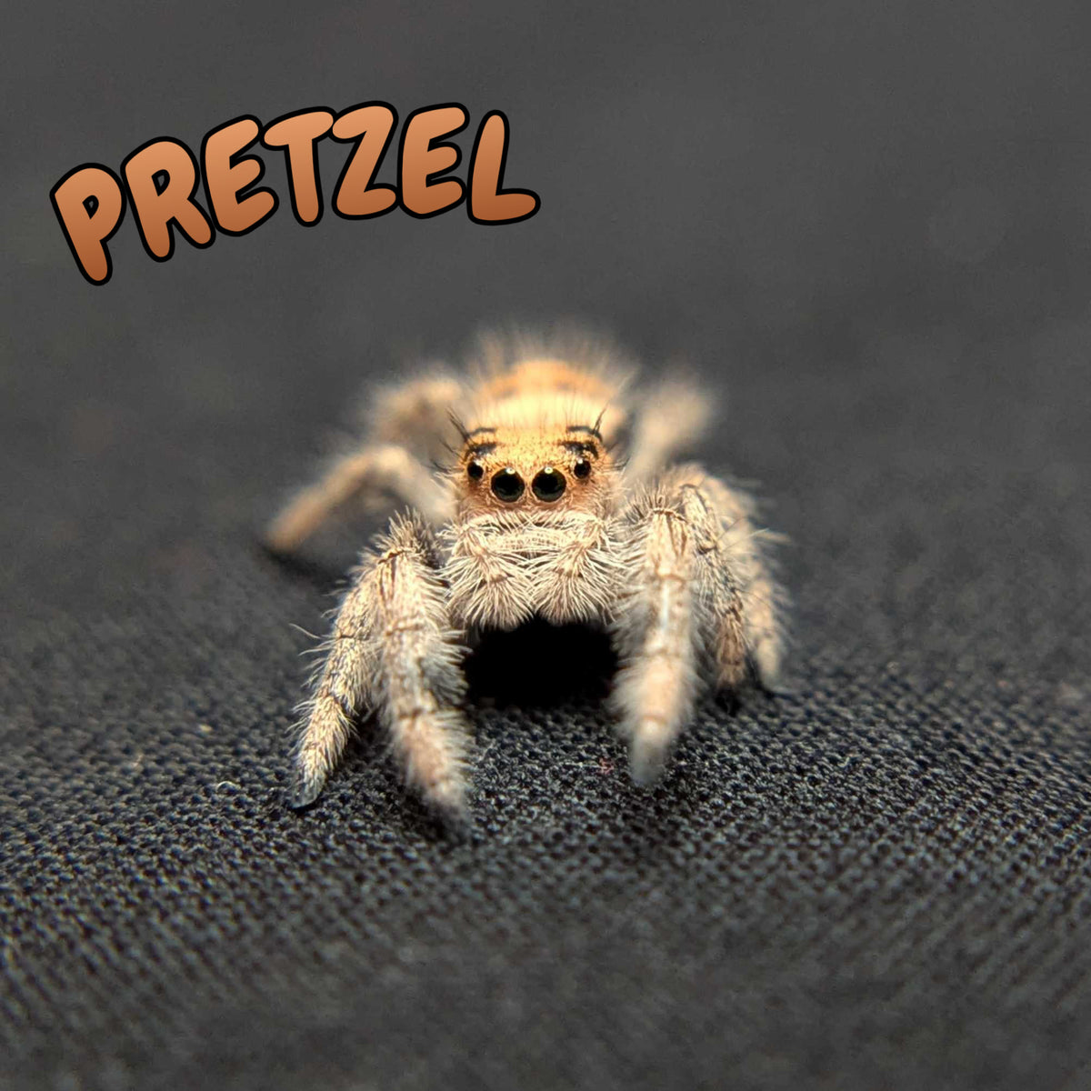 Regal Jumping Spider "Pretzel"