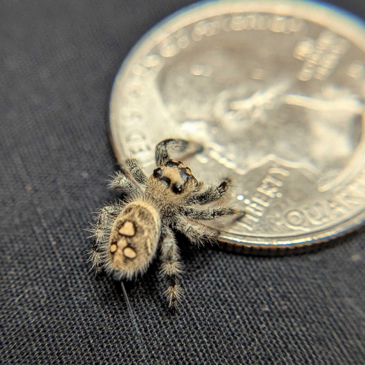 Regal Jumping Spider "Bambi"