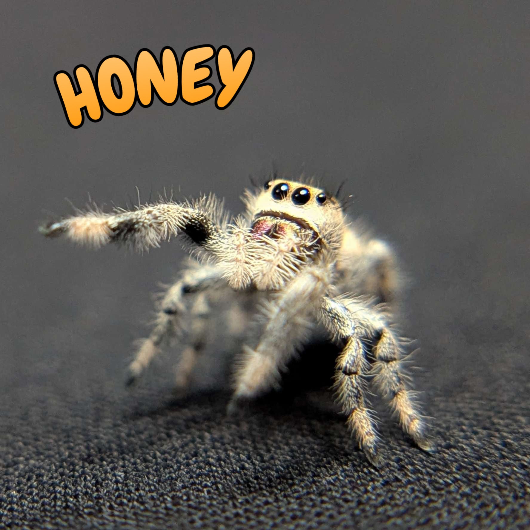 Regal Jumping Spider "Honey"