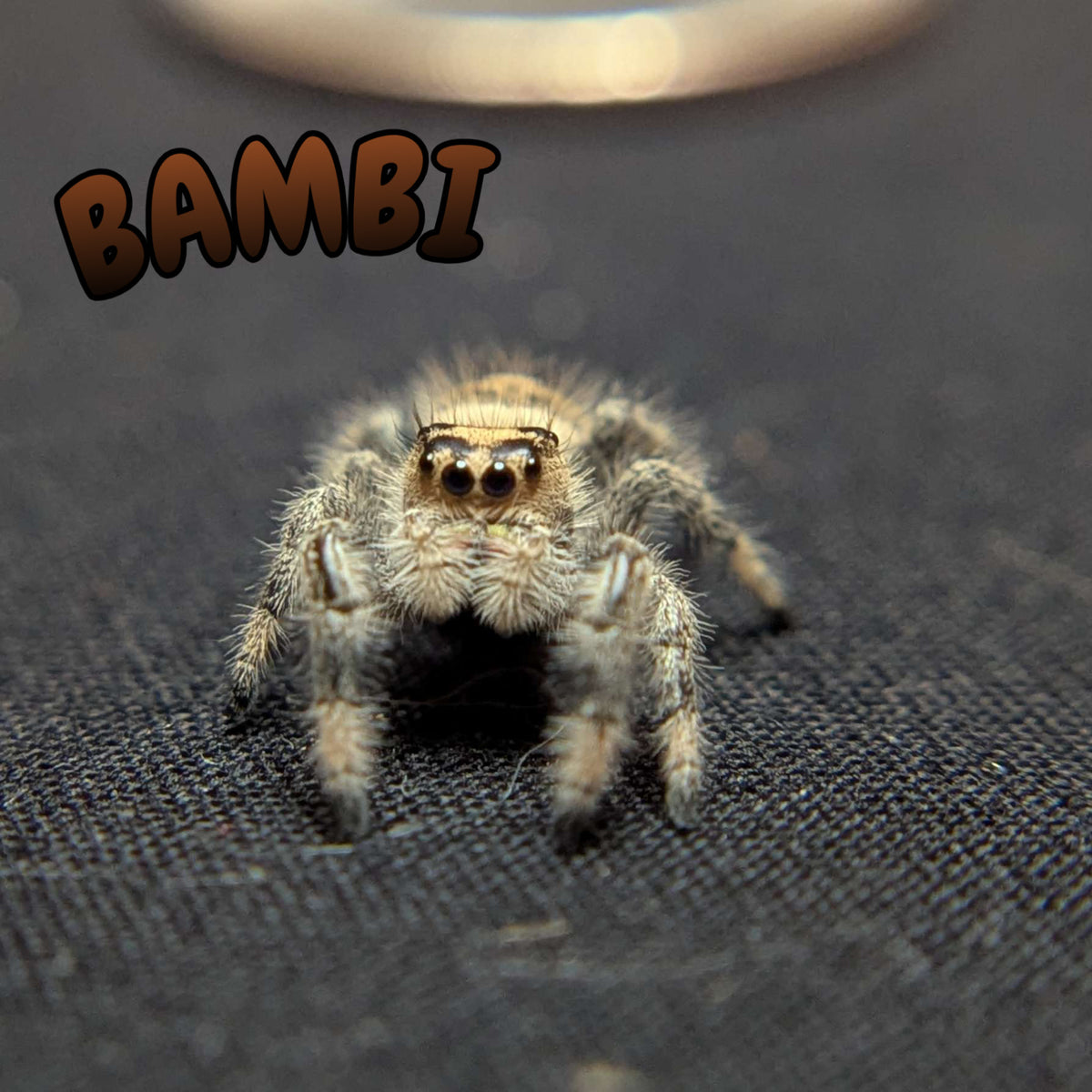 Regal Jumping Spider "Bambi"