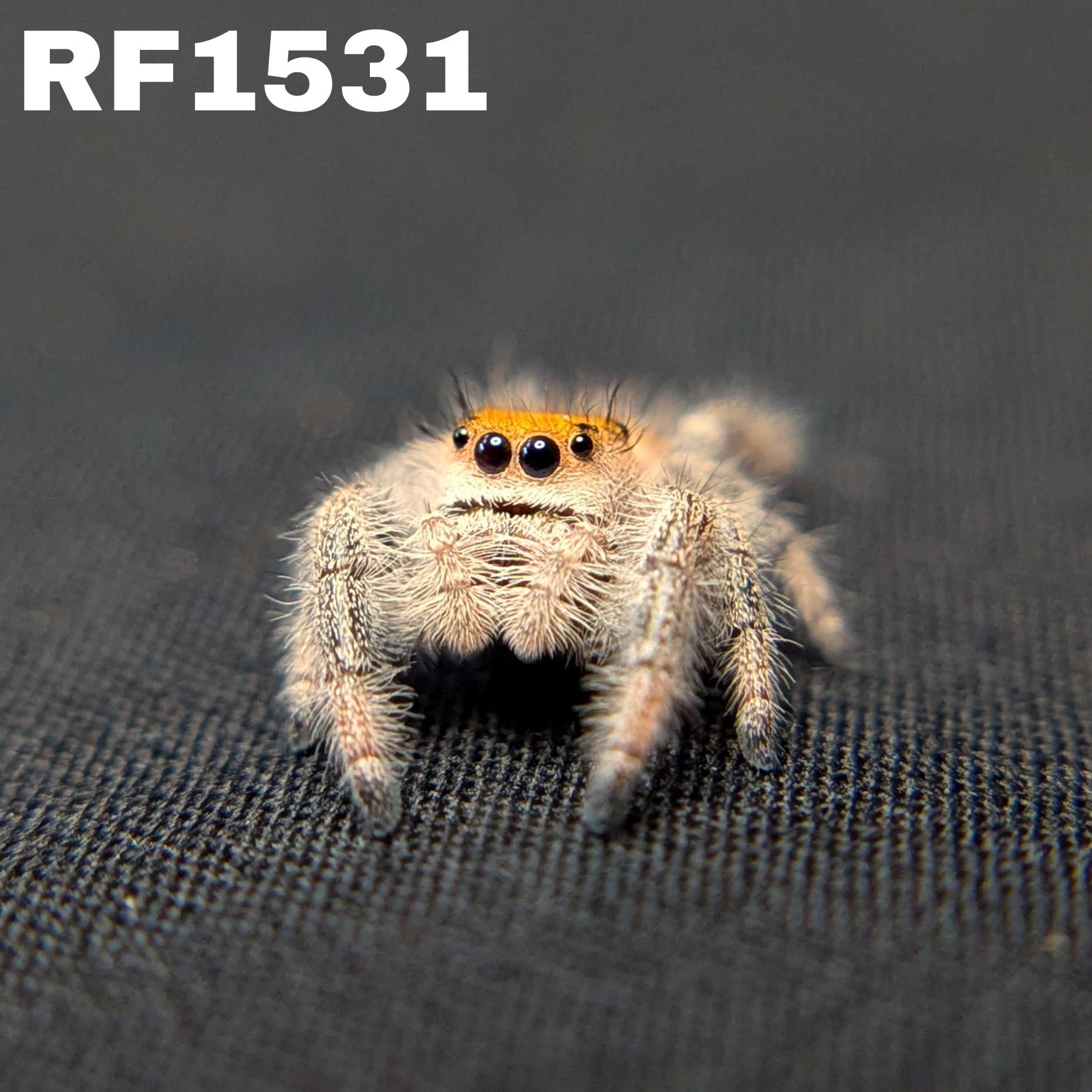 Regal Jumping Spider “Solara”