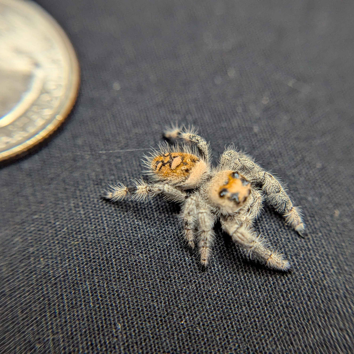 Regal Jumping Spider "Puff"