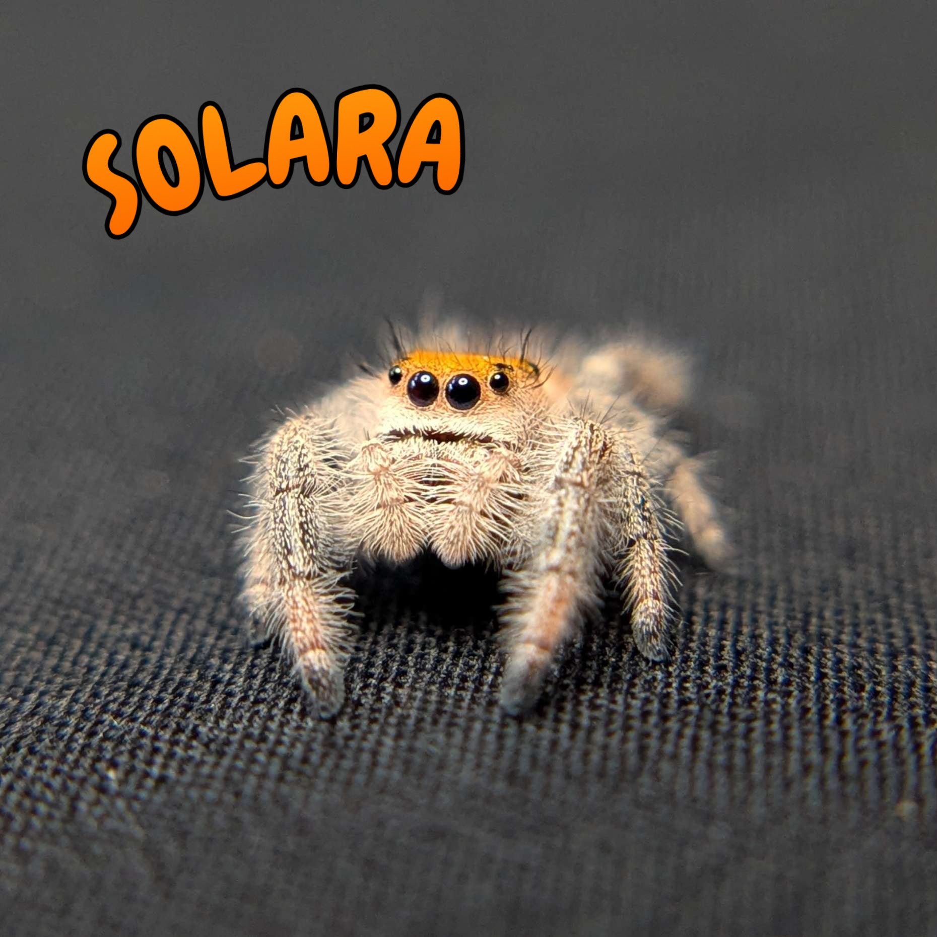 Regal Jumping Spider “Solara”