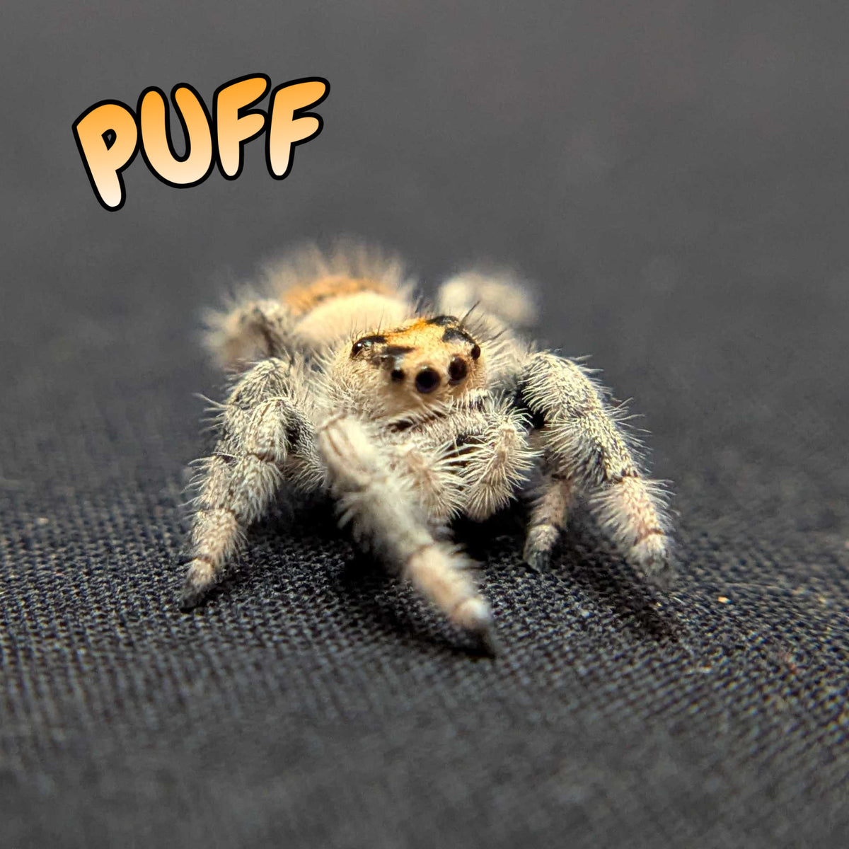 Regal Jumping Spider "Puff"