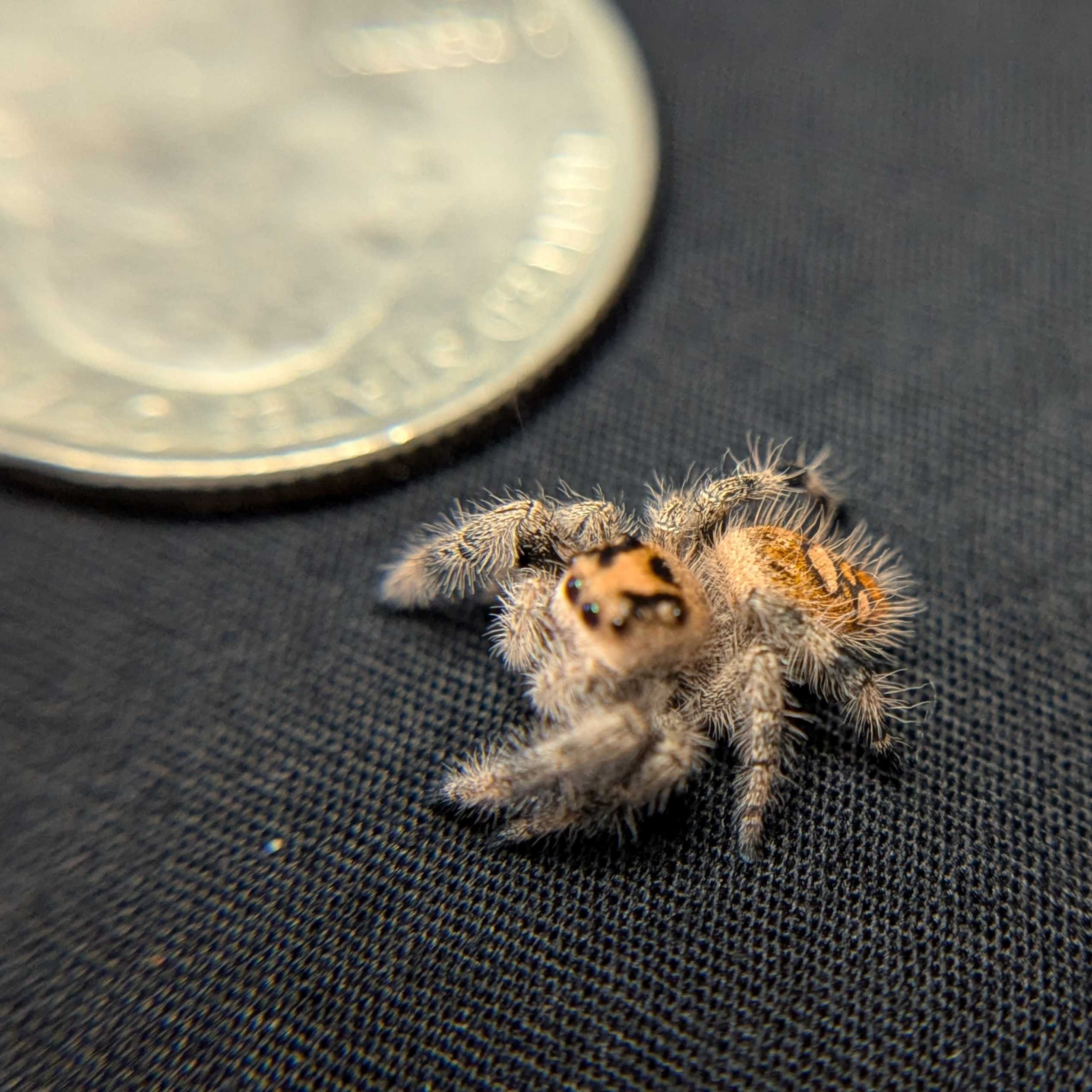 Regal Jumping Spider “Vera”