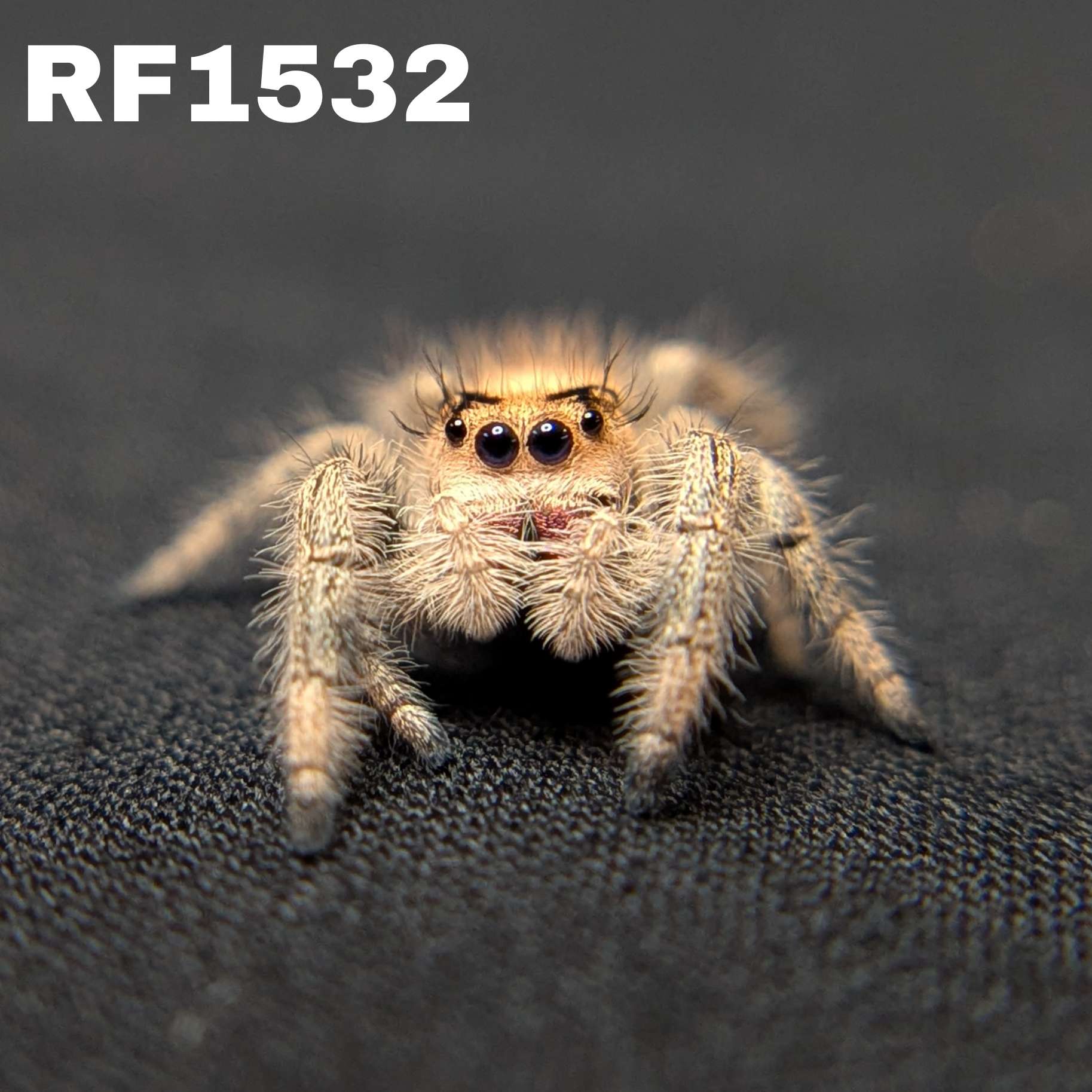 Regal Jumping Spider “Vera”