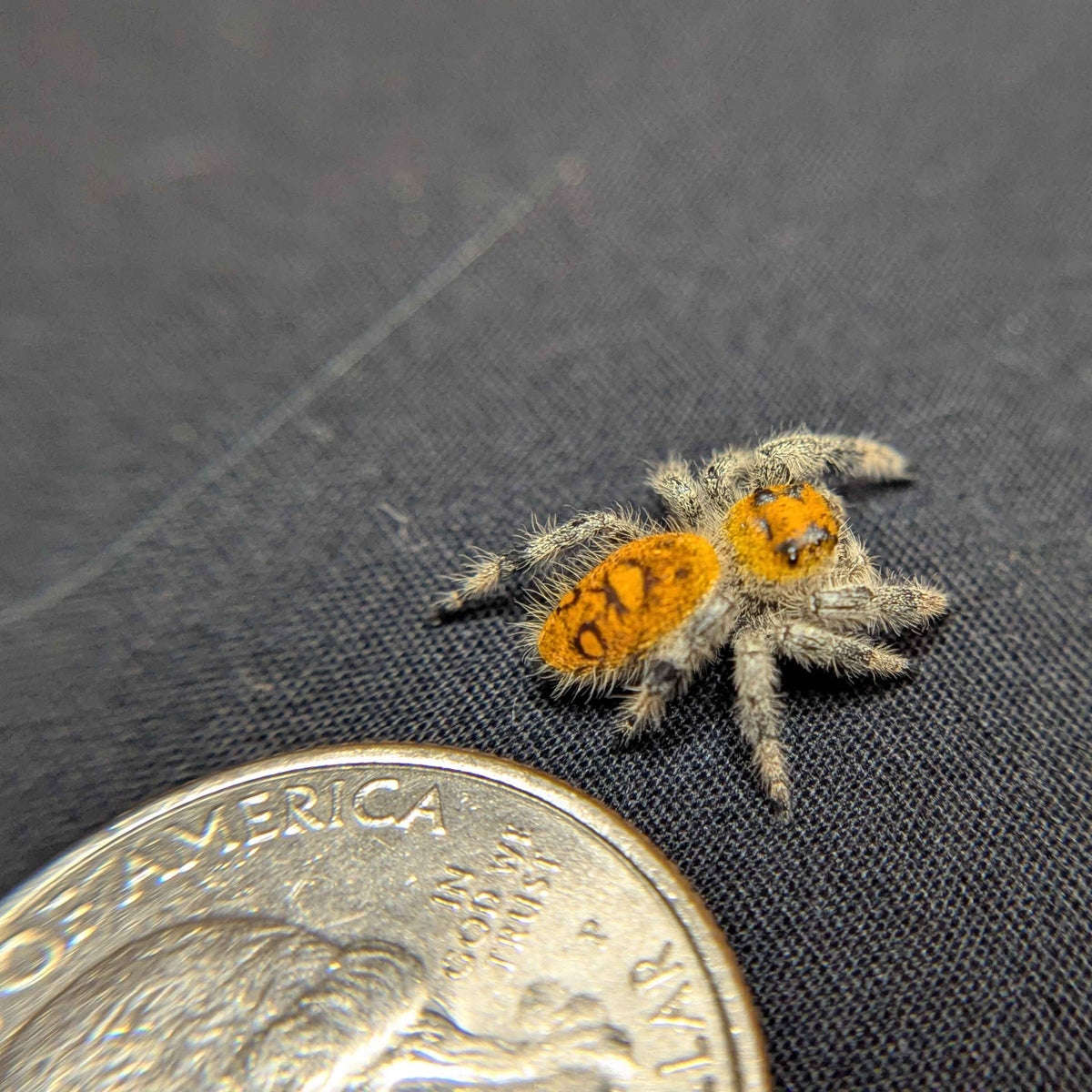 Regal Jumping Spider "Jazz"