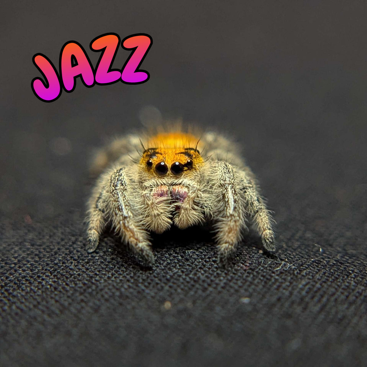 Regal Jumping Spider "Jazz"