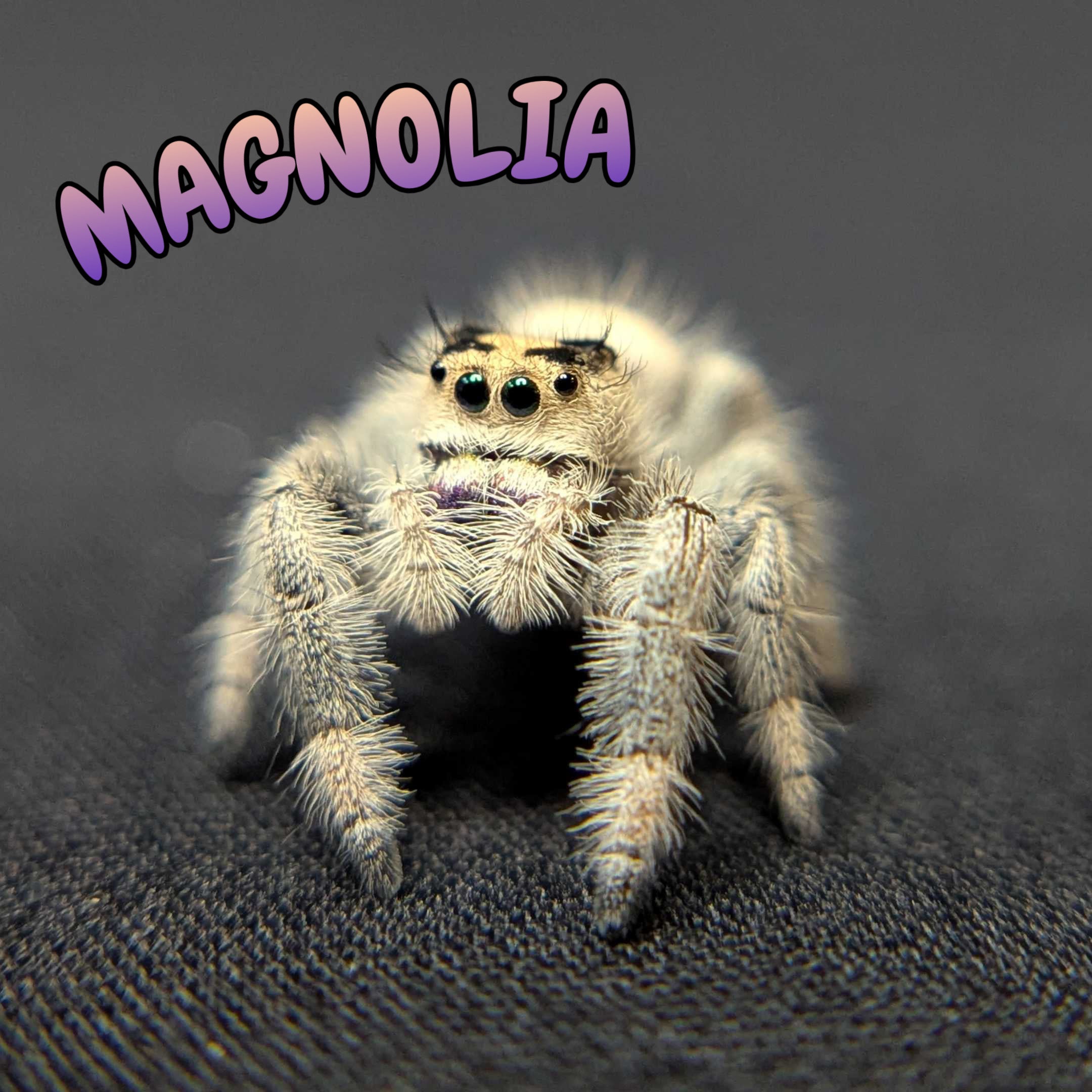 Regal Jumping Spider “Magnolia”
