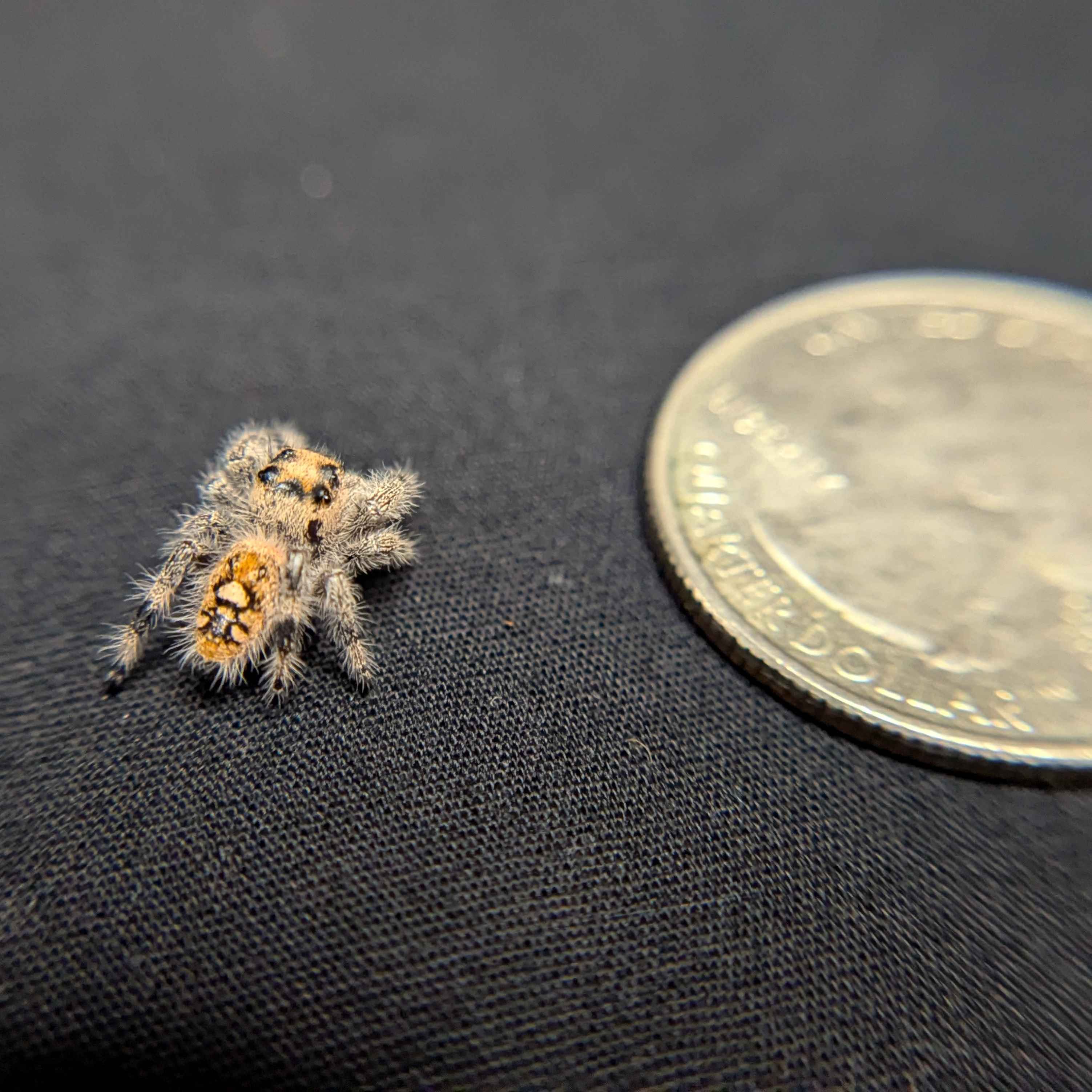 Regal Jumping Spider "Ruby"