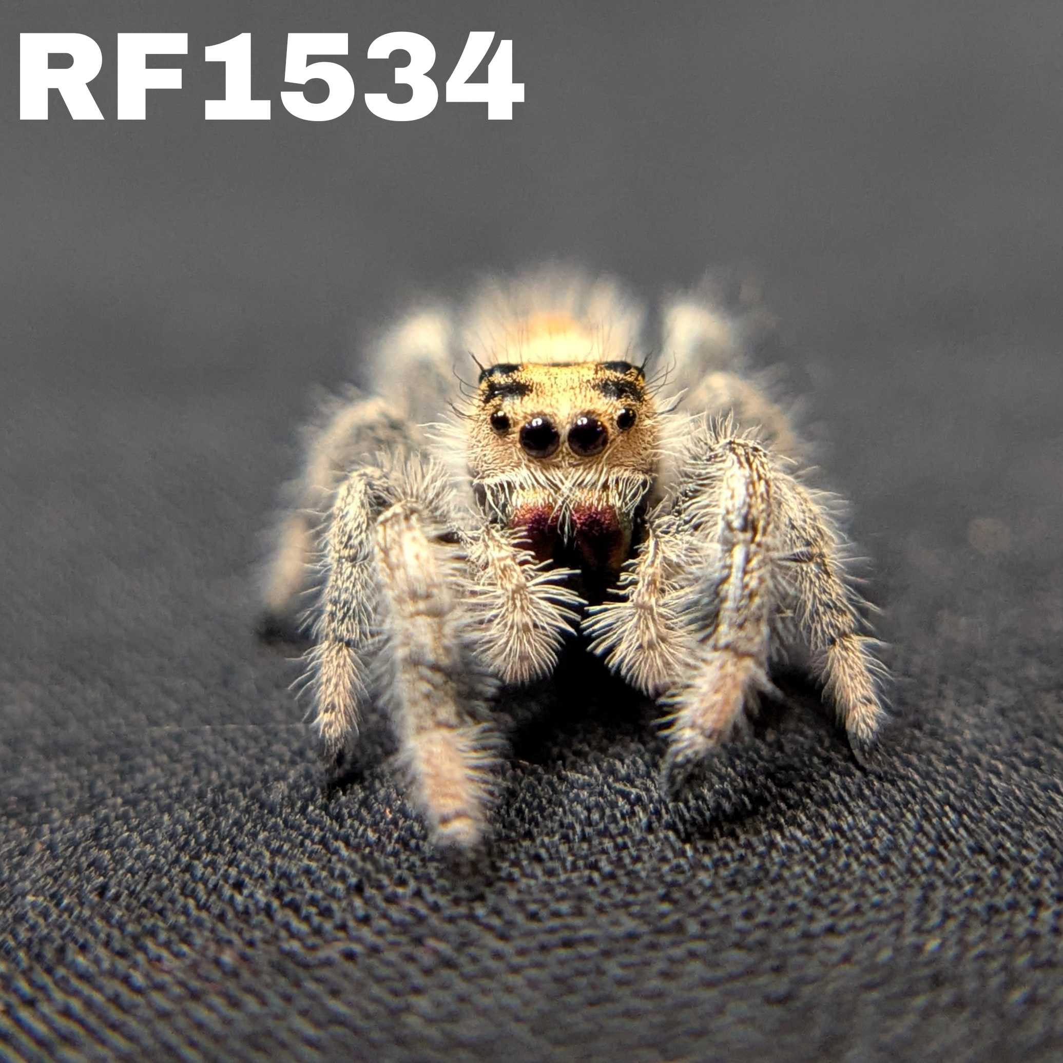 Regal Jumping Spider "Ruby"