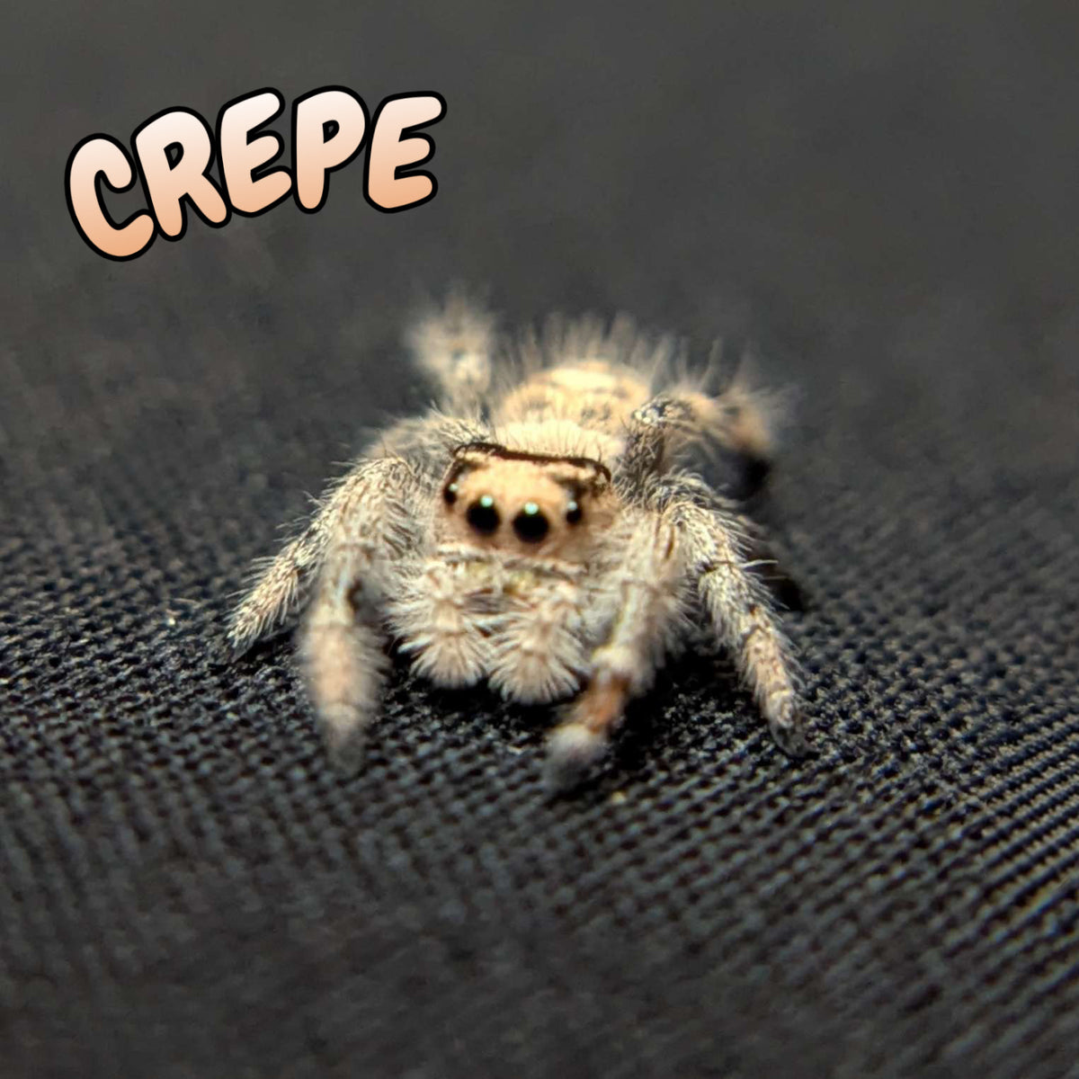 Regal Jumping Spider "Crepe"