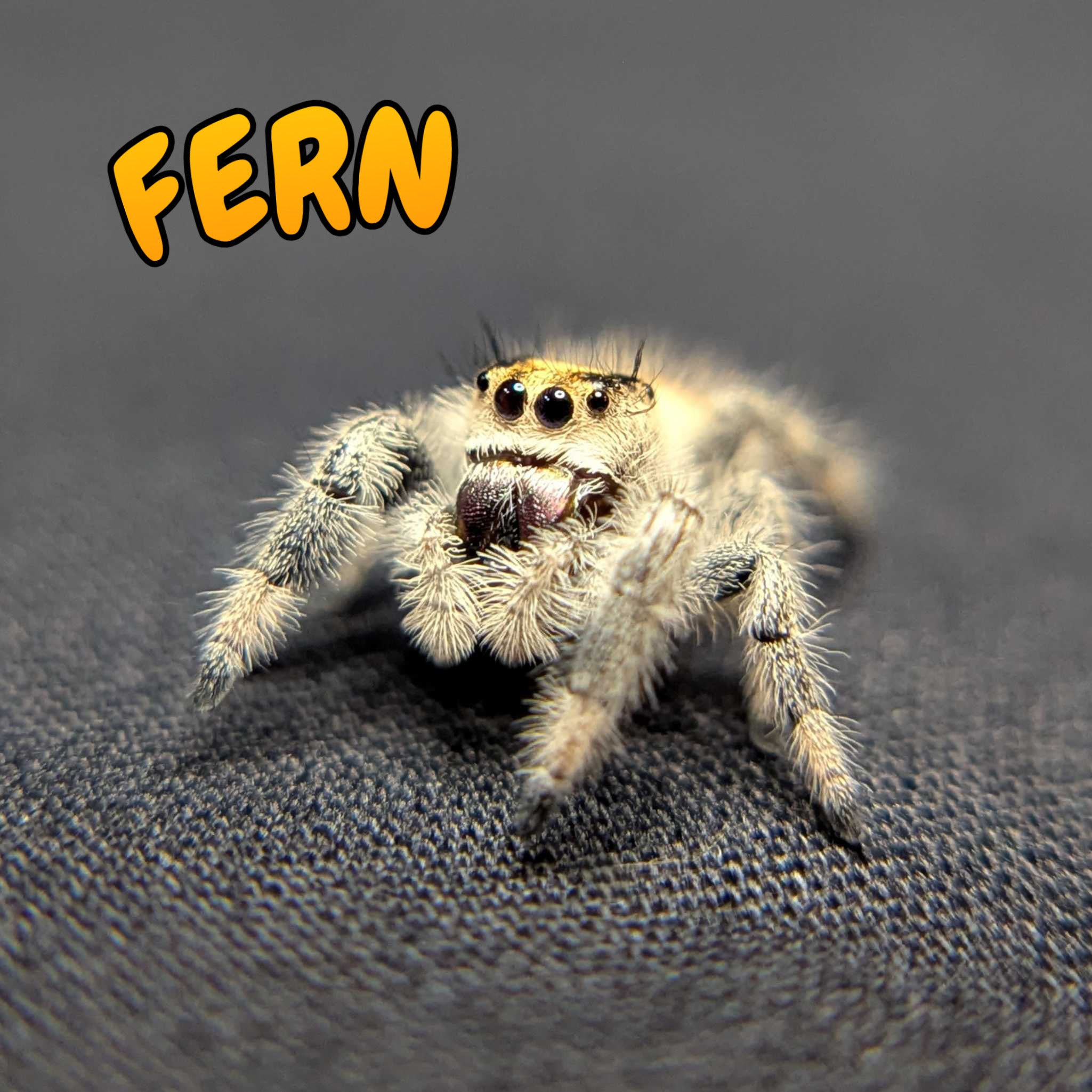 Regal Jumping Spider “Fern”