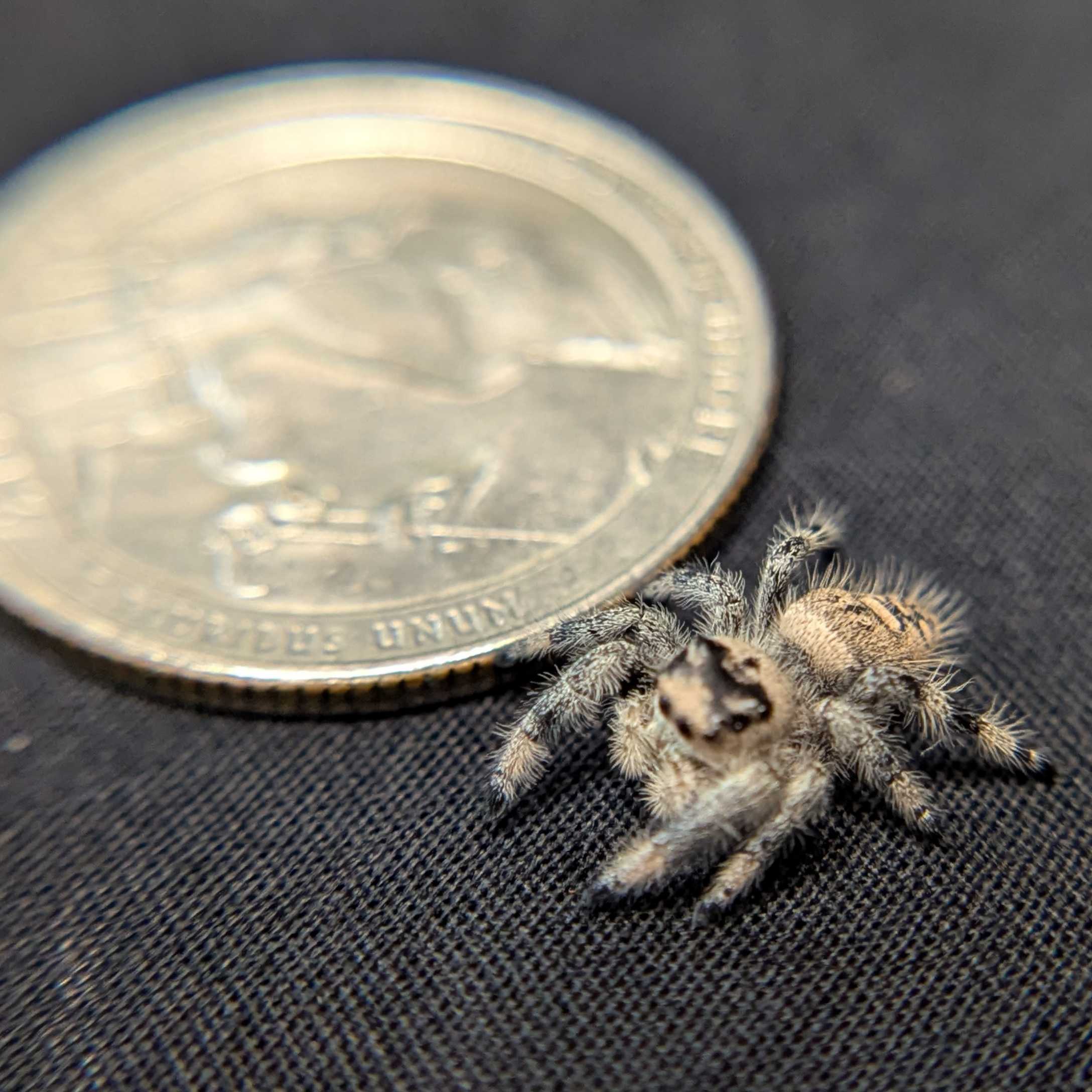 Regal Jumping Spider "Pecan"