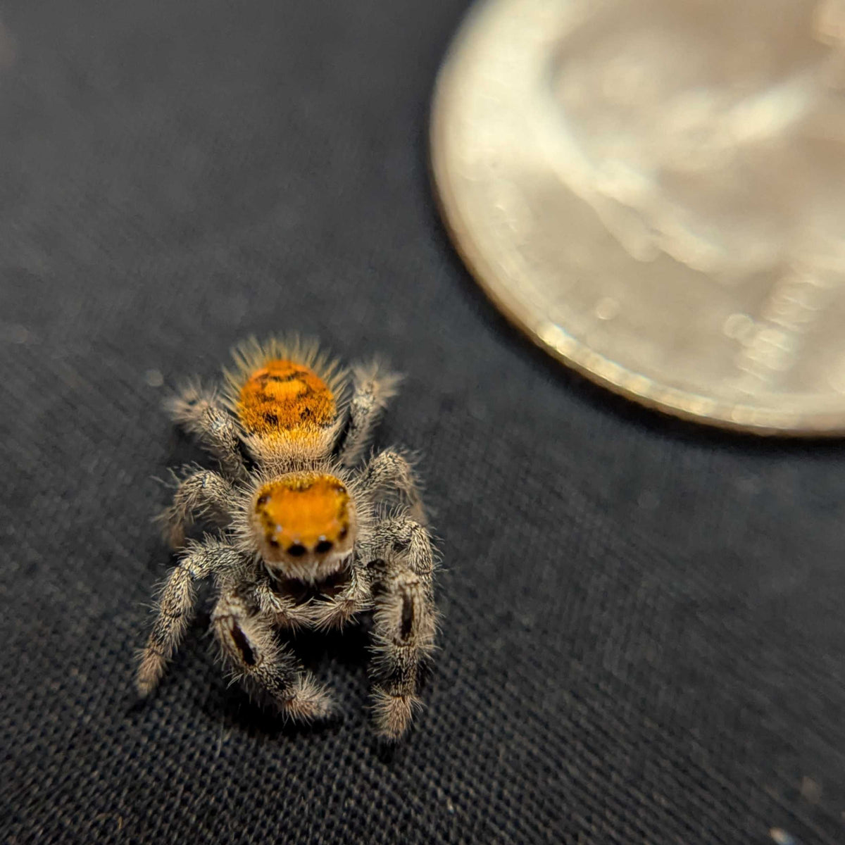 Regal Jumping Spider “Butterscotch”