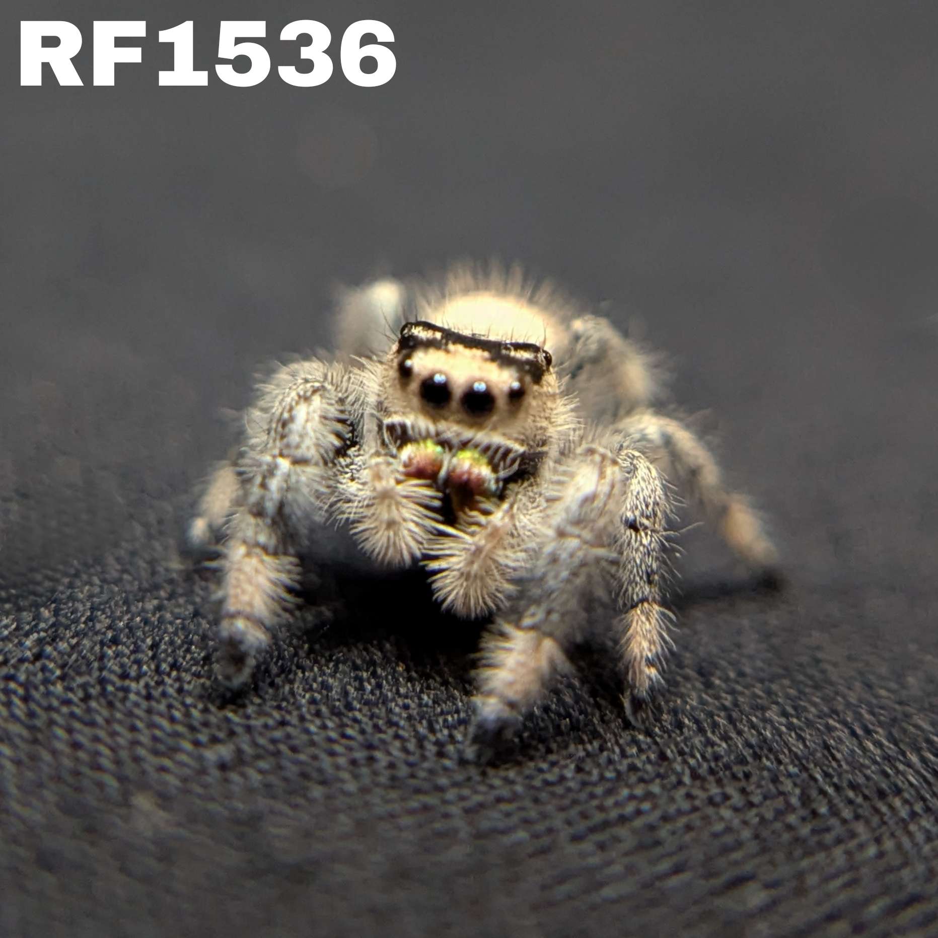 Regal Jumping Spider "Pecan"