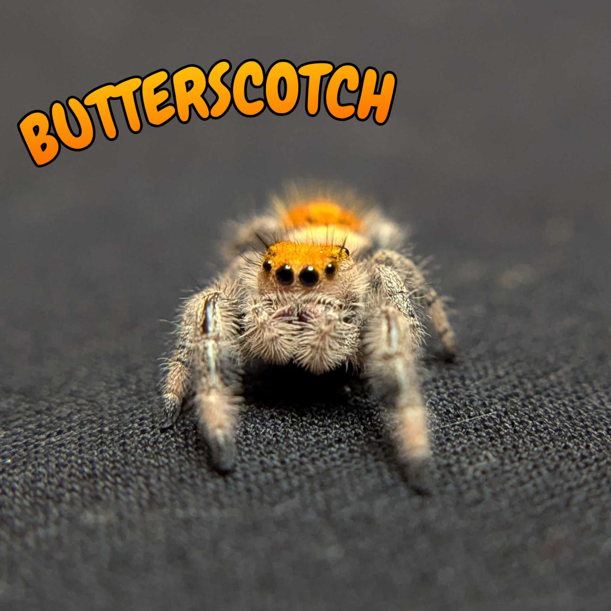 Regal Jumping Spider “Butterscotch”