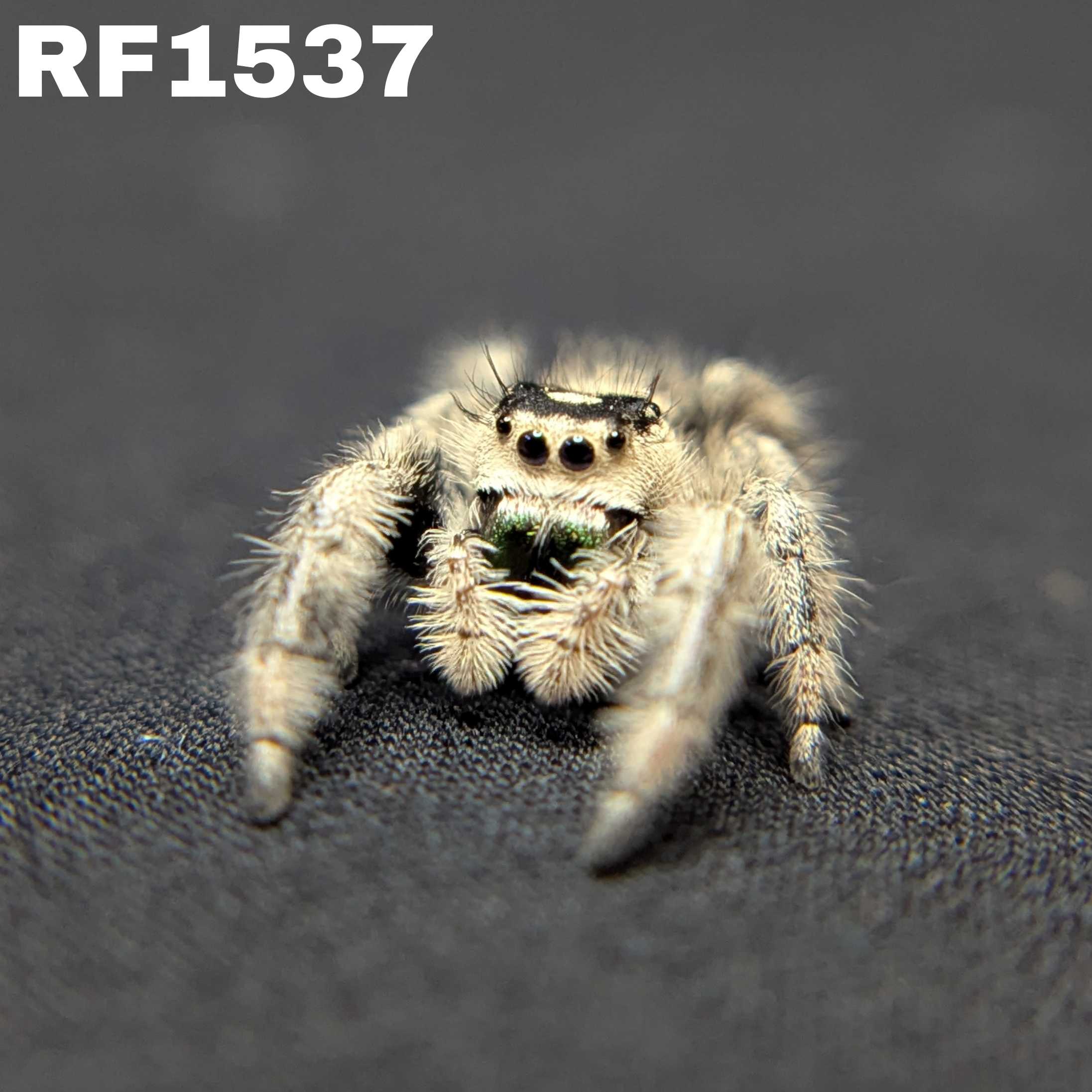 Regal Jumping Spider "Seaweed"